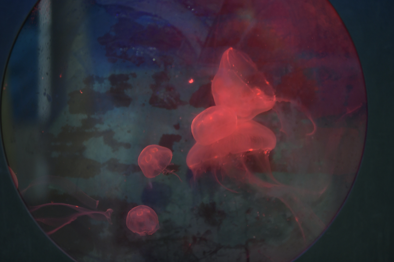 Moon Jellyfish. DANA SHAW