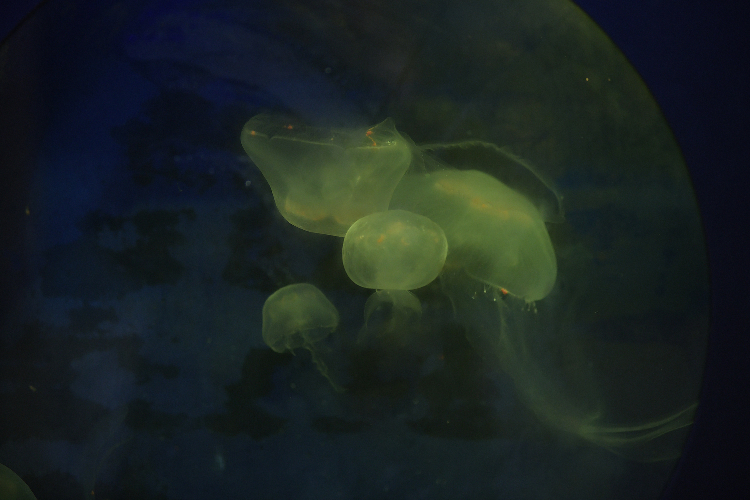 Moon Jellyfish. DANA SHAW