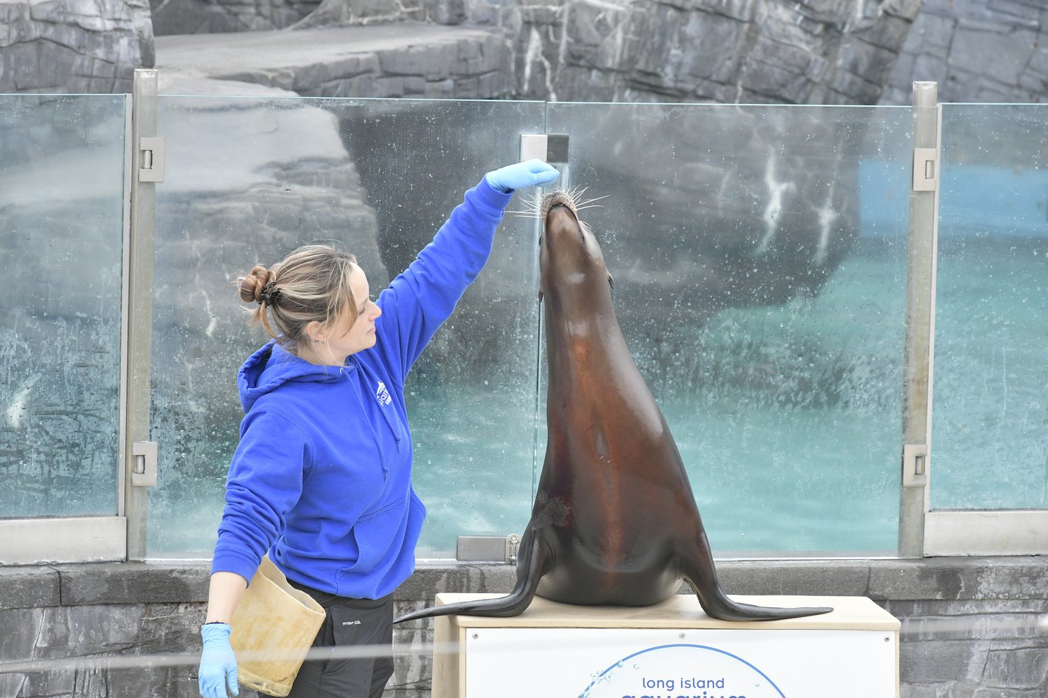 Long Island Aquarium’s Sea Lion Coliseum is the place to go to appreciate the grace, playfulness, and intelligence of the California sea lion. DANA SHAWDANA SHAW