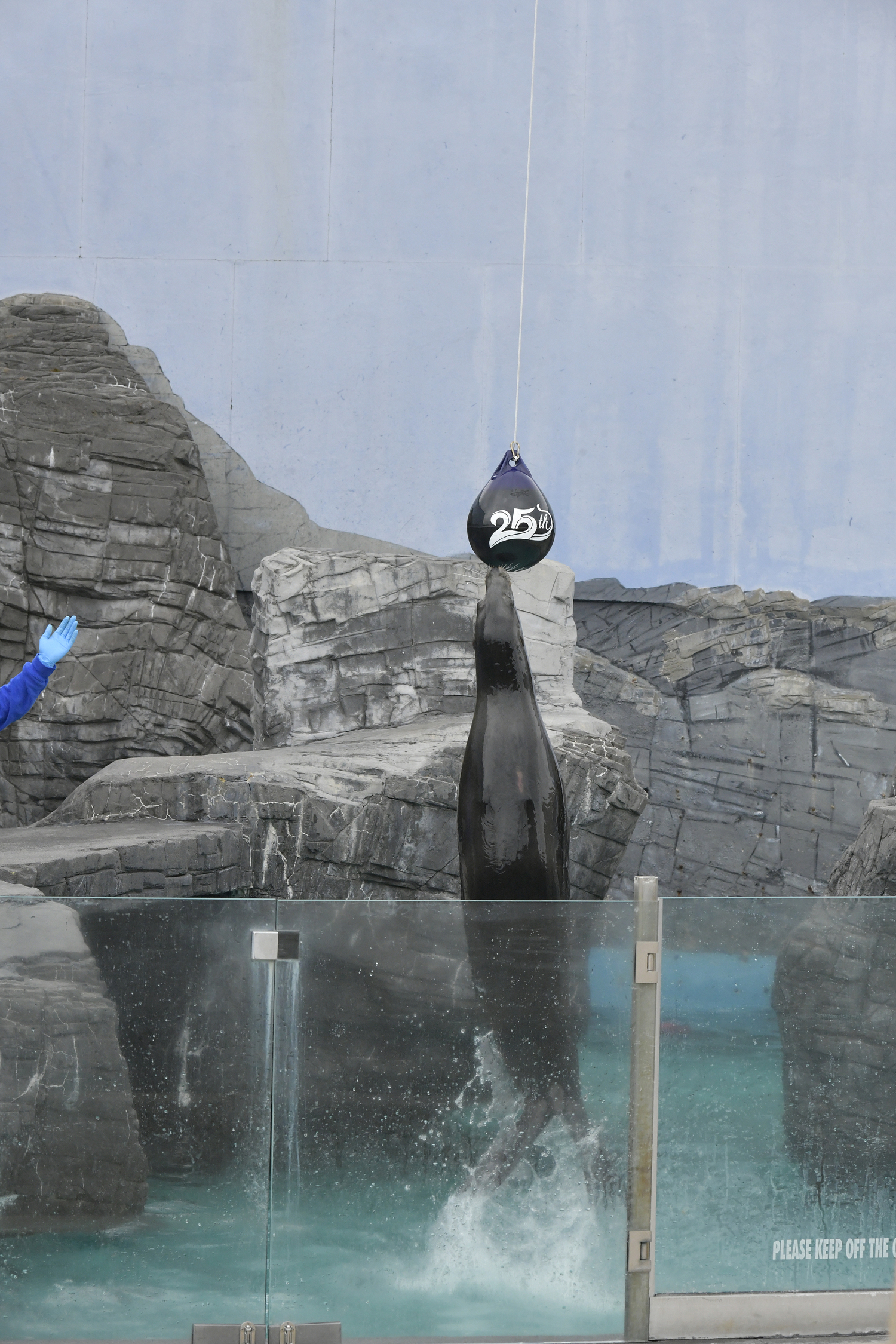 Long Island Aquarium’s Sea Lion Coliseum is the place to go to appreciate the grace, playfulness, and intelligence of the California sea lion. DANA SHAW