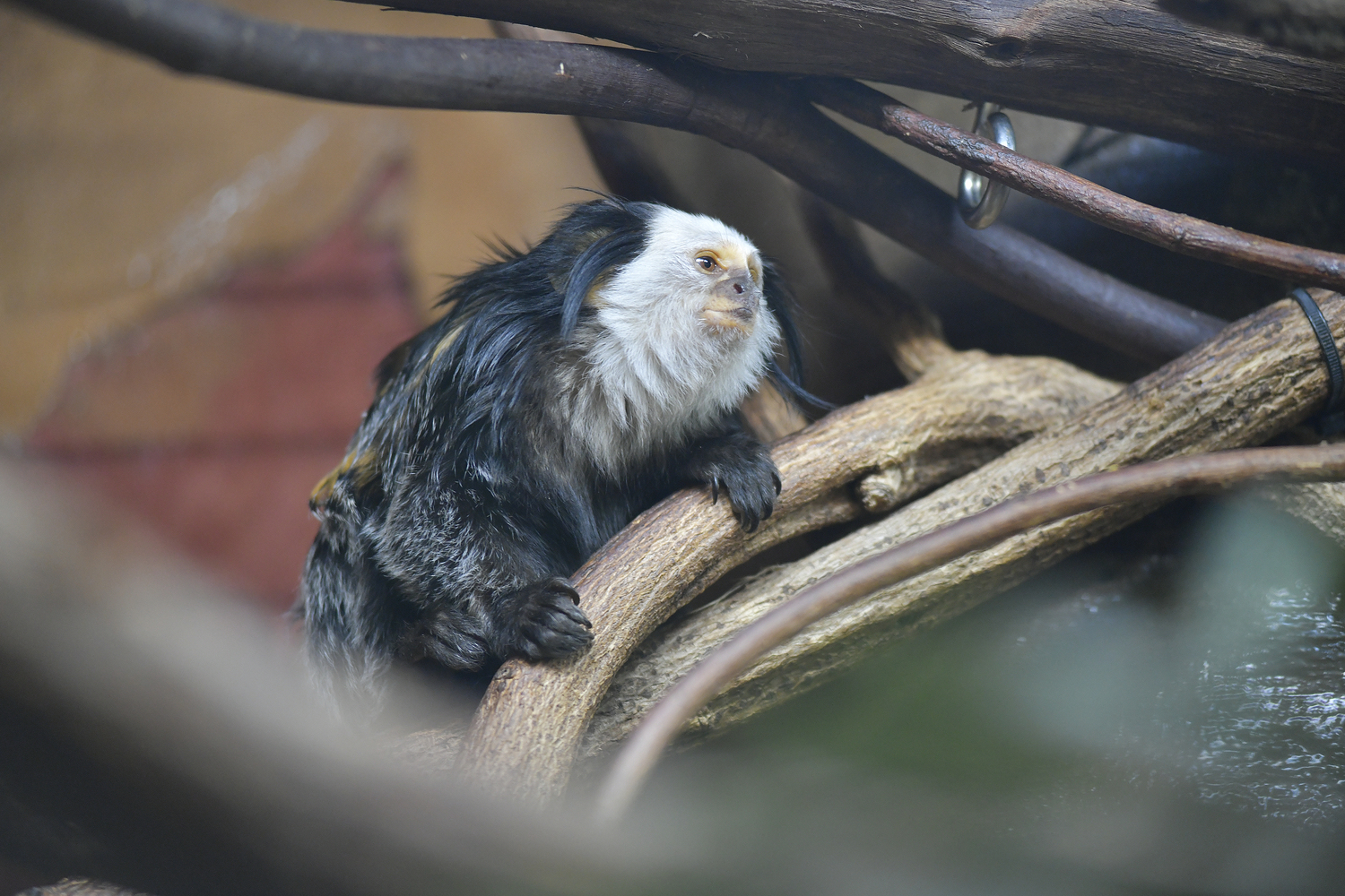 Geoffroy’s marmosets are small primates, easily recognized for their puffed white cheeks, face, and neck. They are sometimes called the tufted-ear or white-faced marmoset.  DANA SHAW