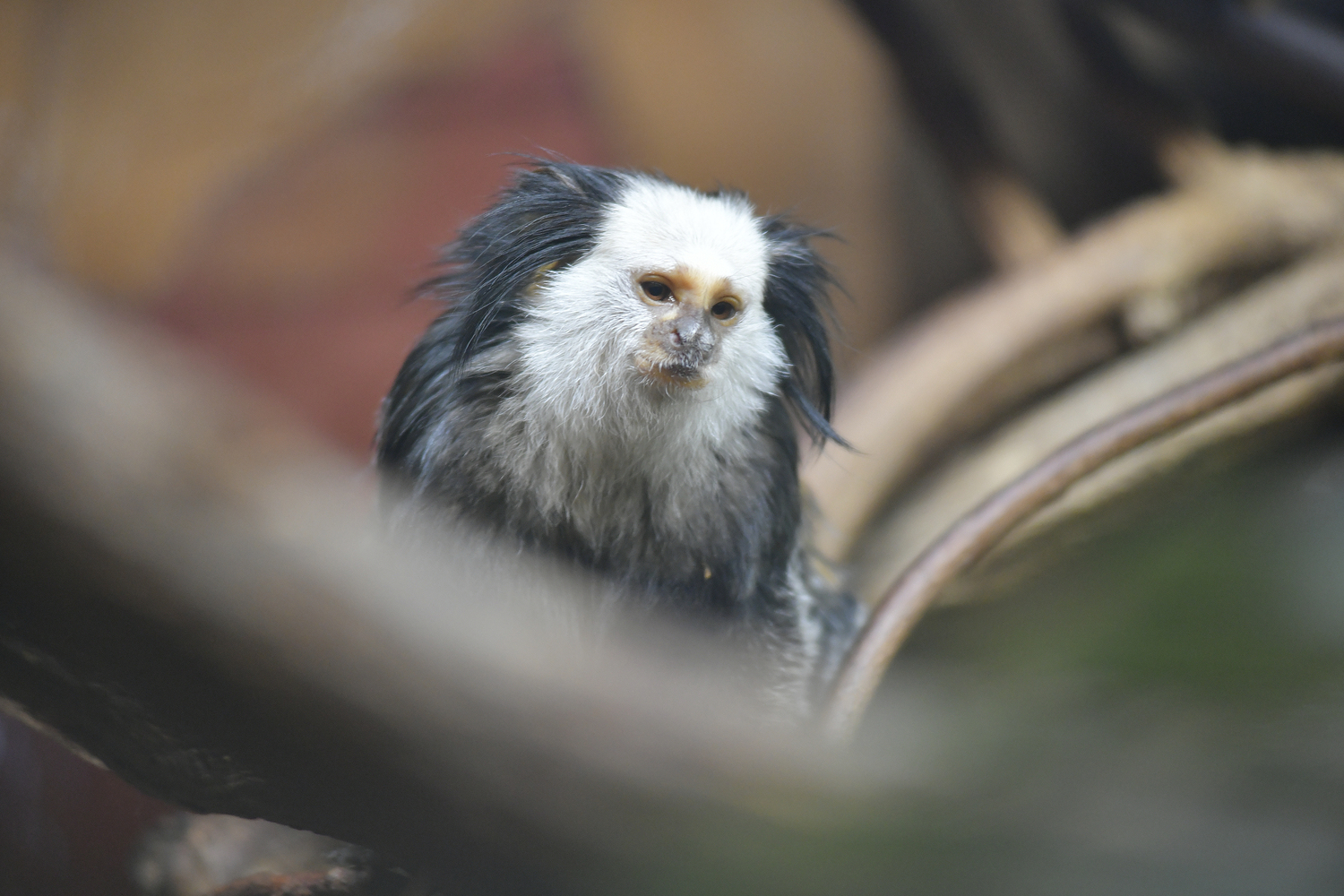 Geoffroy’s marmosets are small primates, easily recognized for their puffed white cheeks, face, and neck. They are sometimes called the tufted-ear or white-faced marmoset.   DANA SHAW