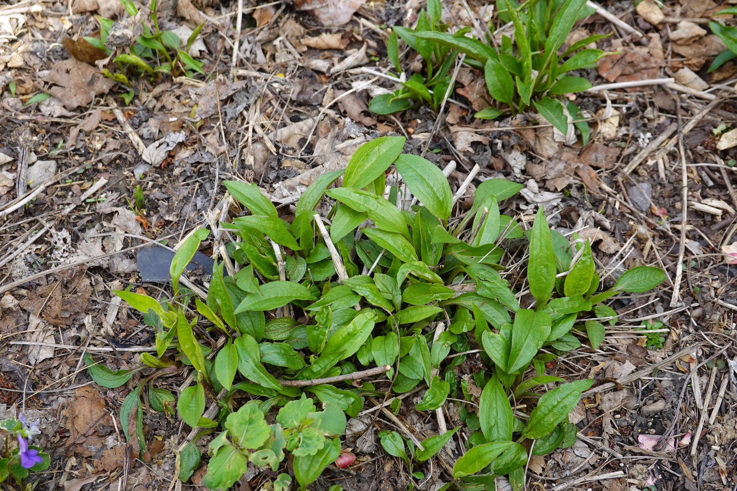 purpurea (purple coneflower) foliage down to stubs. So far though, the truce holds. ANDREW MESSINGER