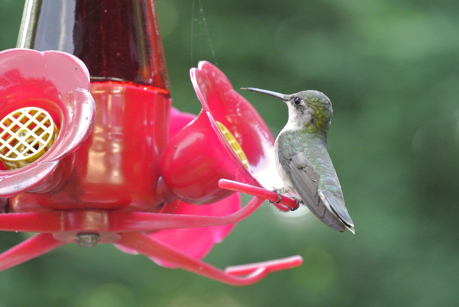 A hummingbird on a feeder. DANA SHAW