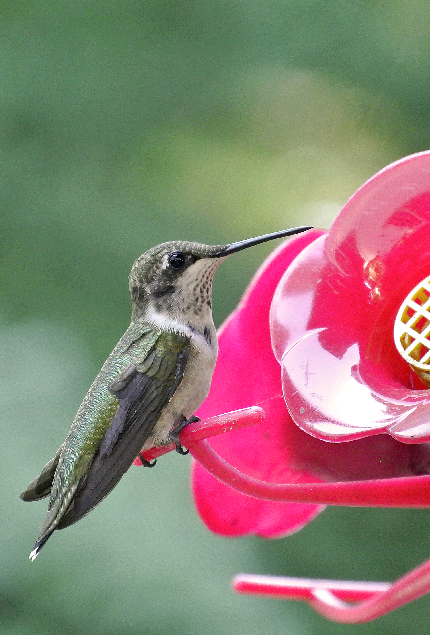 A hummingbird on a feeder. DANA SHAW