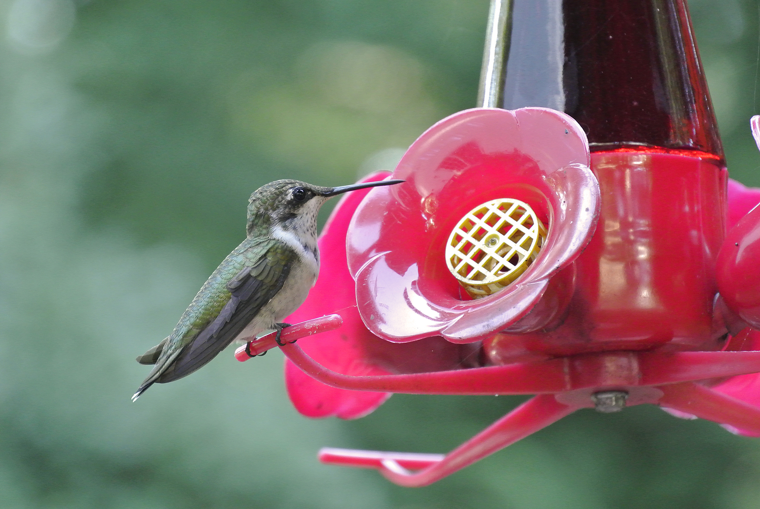 A hummingbird on a feeder. DANA SHAW