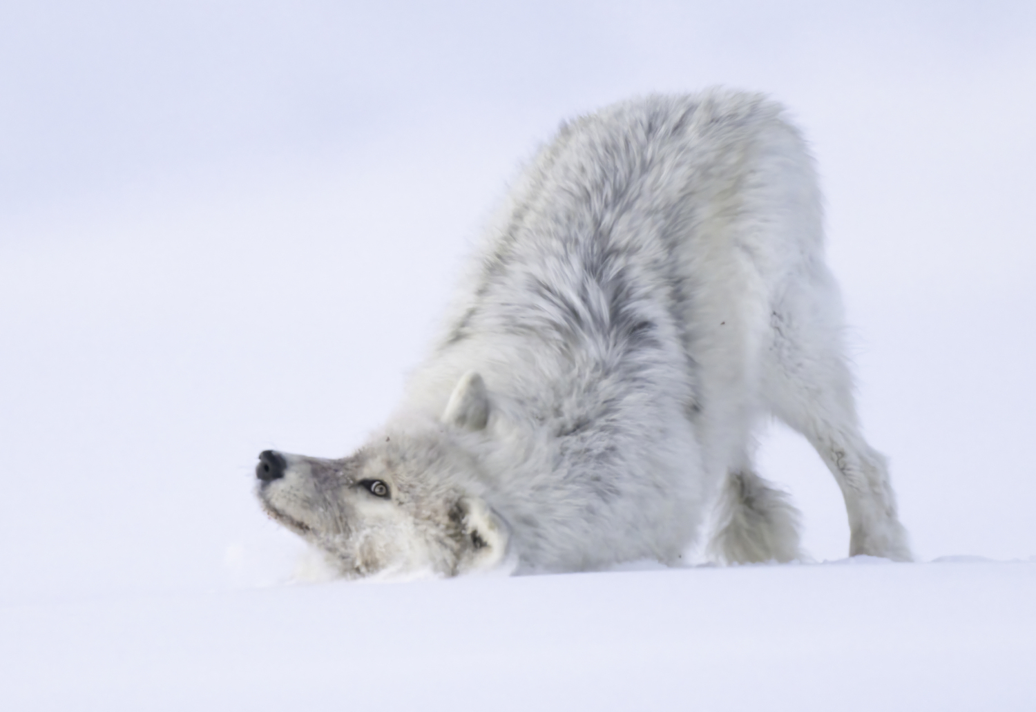 A wolf. MARIANNE BARNETT