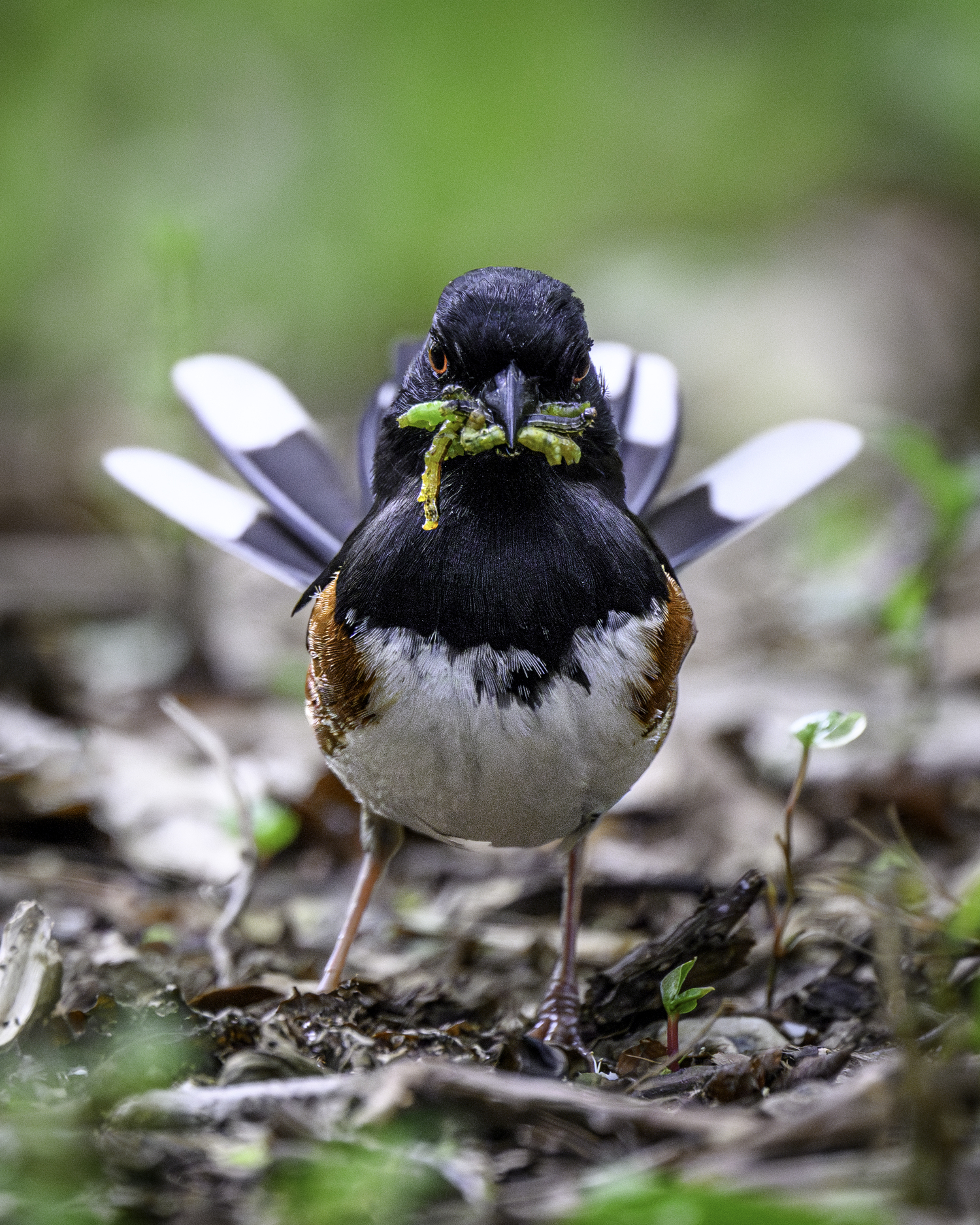 An Eastern towhee.  MARIANN BARNETT