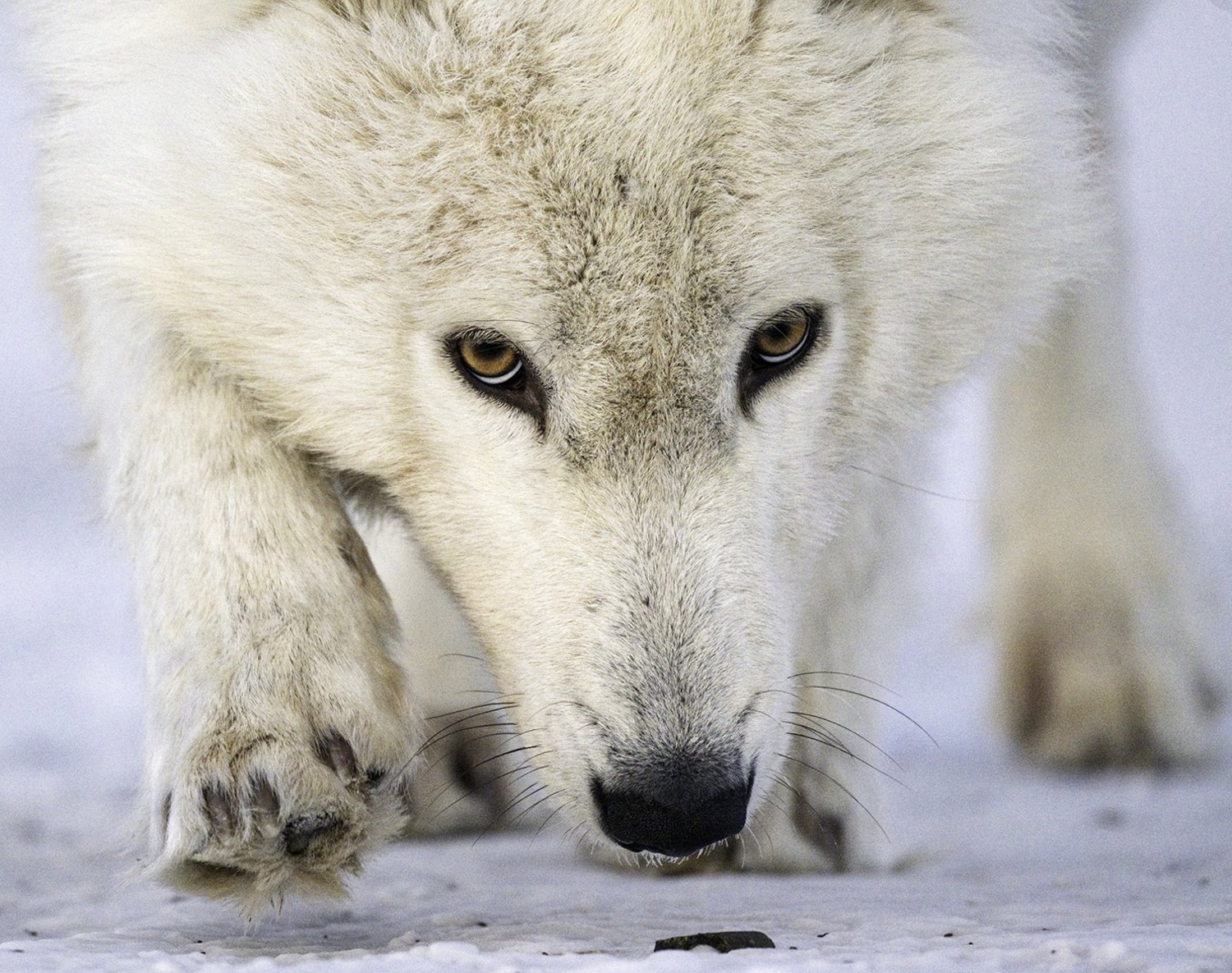 A wolf sniffs Marianne Barnett's tracks. MARIANNE BARNETT
