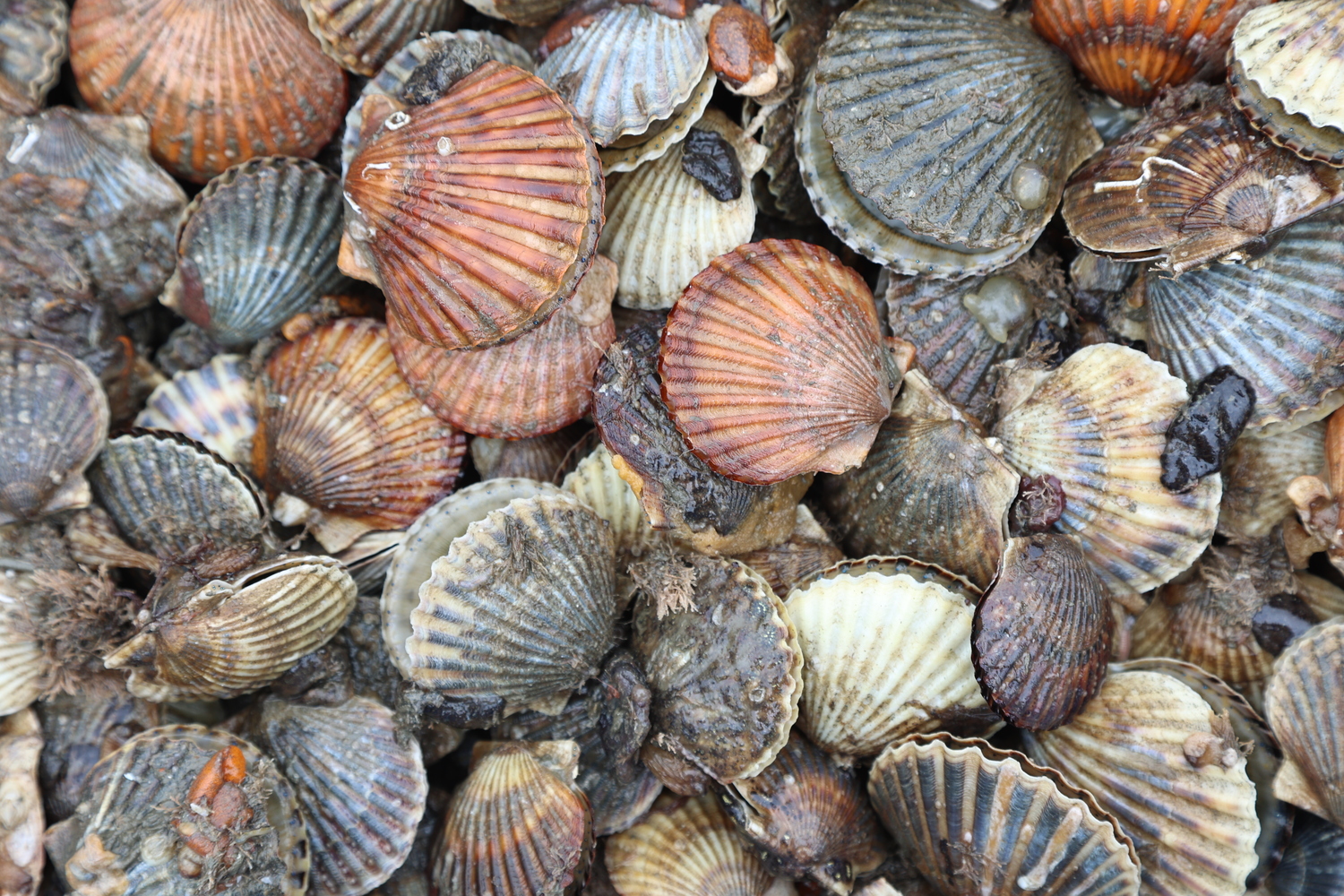 A tub full of scallops ready to be seeded. COURTESY BACK TO THE BAYS