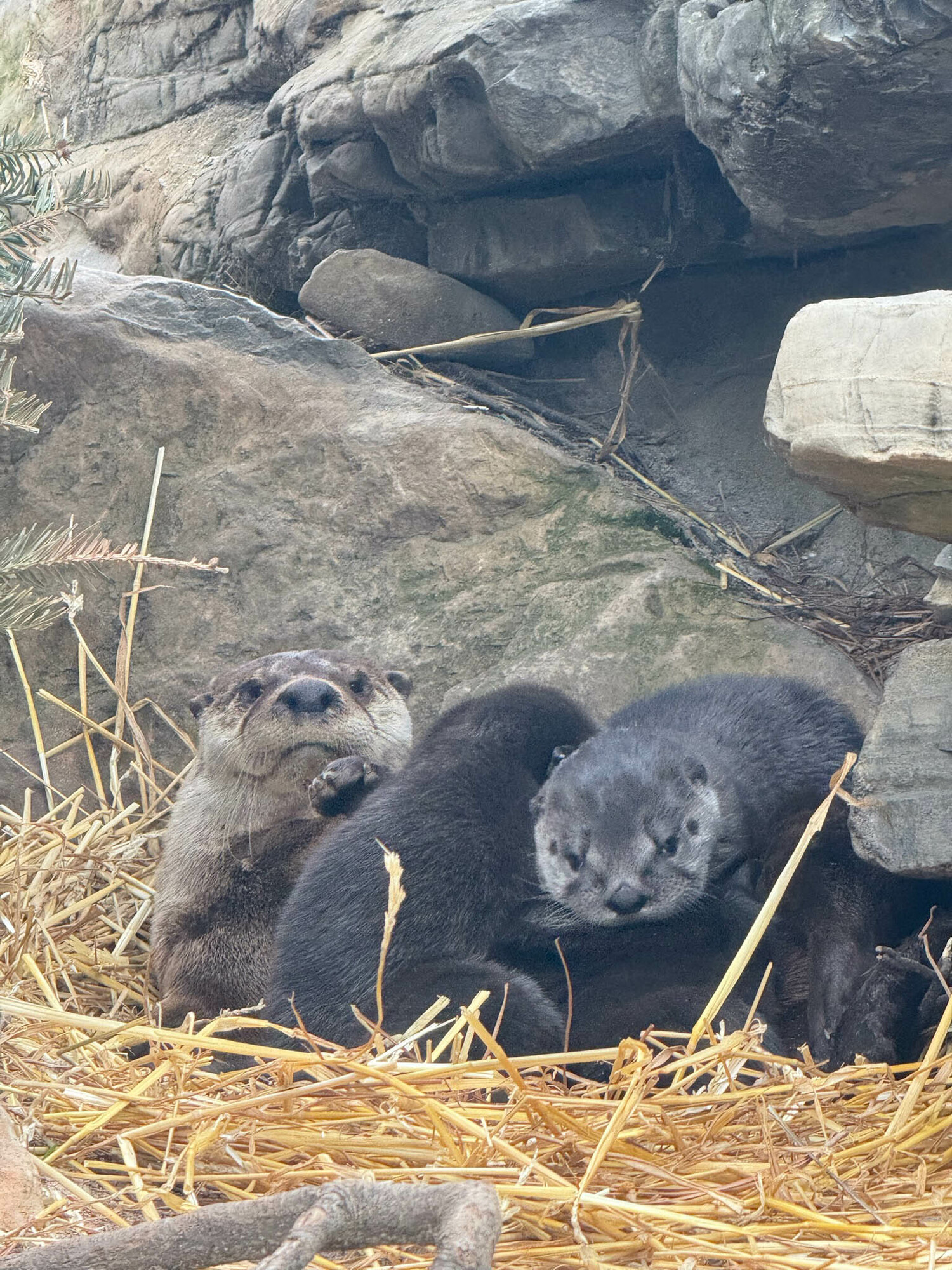 Otter mom, Flo with her pups.  COURTESY LONG ISLAND AQUARIUM