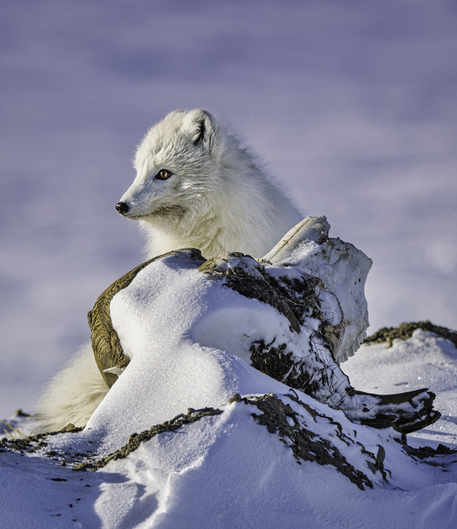 A fox behind a muskox skull. MARIANNE BARNETT