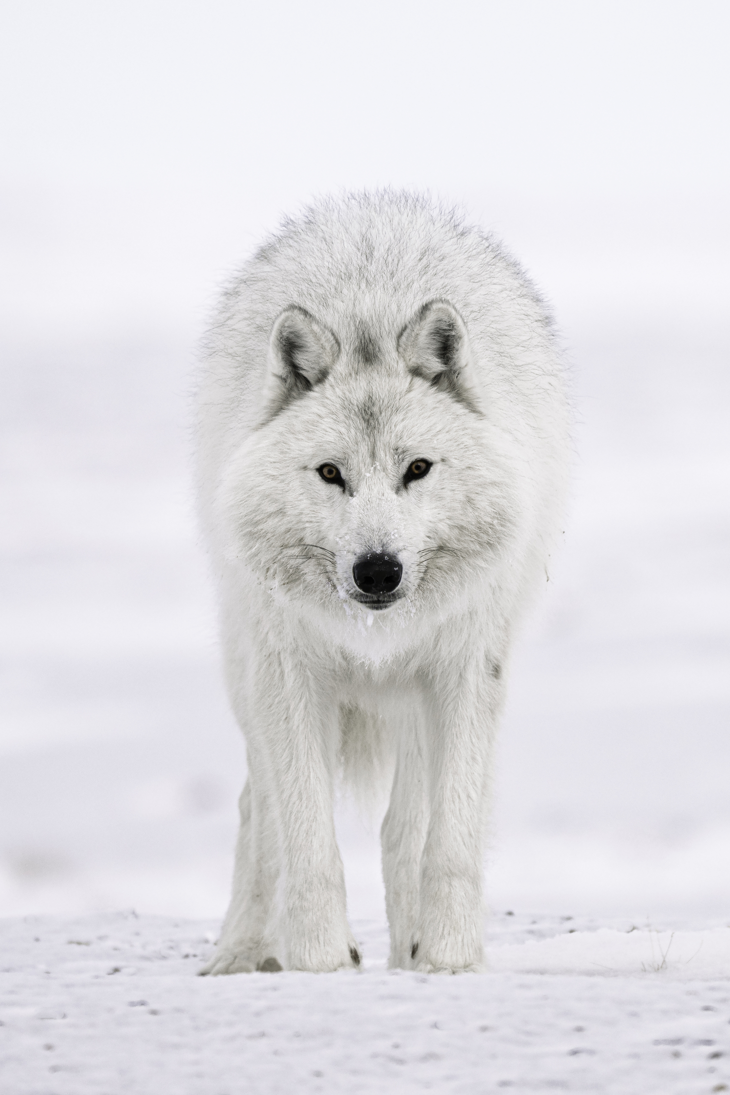 A wolf. MARIANNE BARNETT