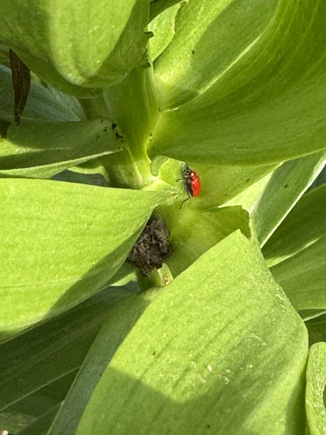 Dreaded by lily growers, this early scarlet lily beetle feeds on its alternate host, a
fritillaria. If you see the beetles, check the undersides of the leaves for their lines of eggs
laid in a row. ANDREW MESSINGER