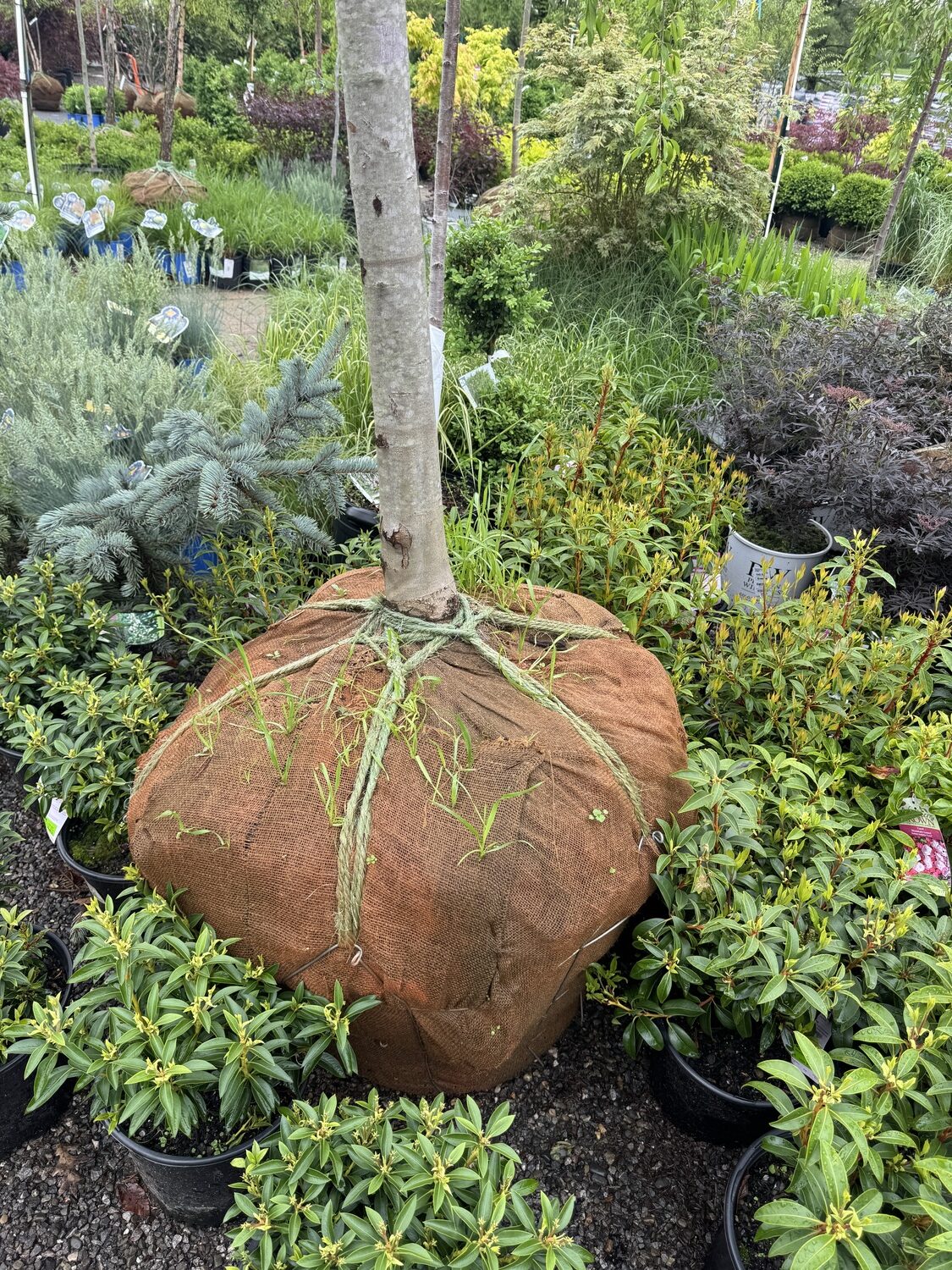 This balled and burlapped tree with a lower wire cage has one clue that might make you think twice about the purchase. The grass growing through the burlap could be an indication that the tree was dug months ago, or longer. In this case I’d ask what the guarantee is. B&B’s are often guaranteed for a year.  Ask for two in this case.  ANDREW MESSINGER