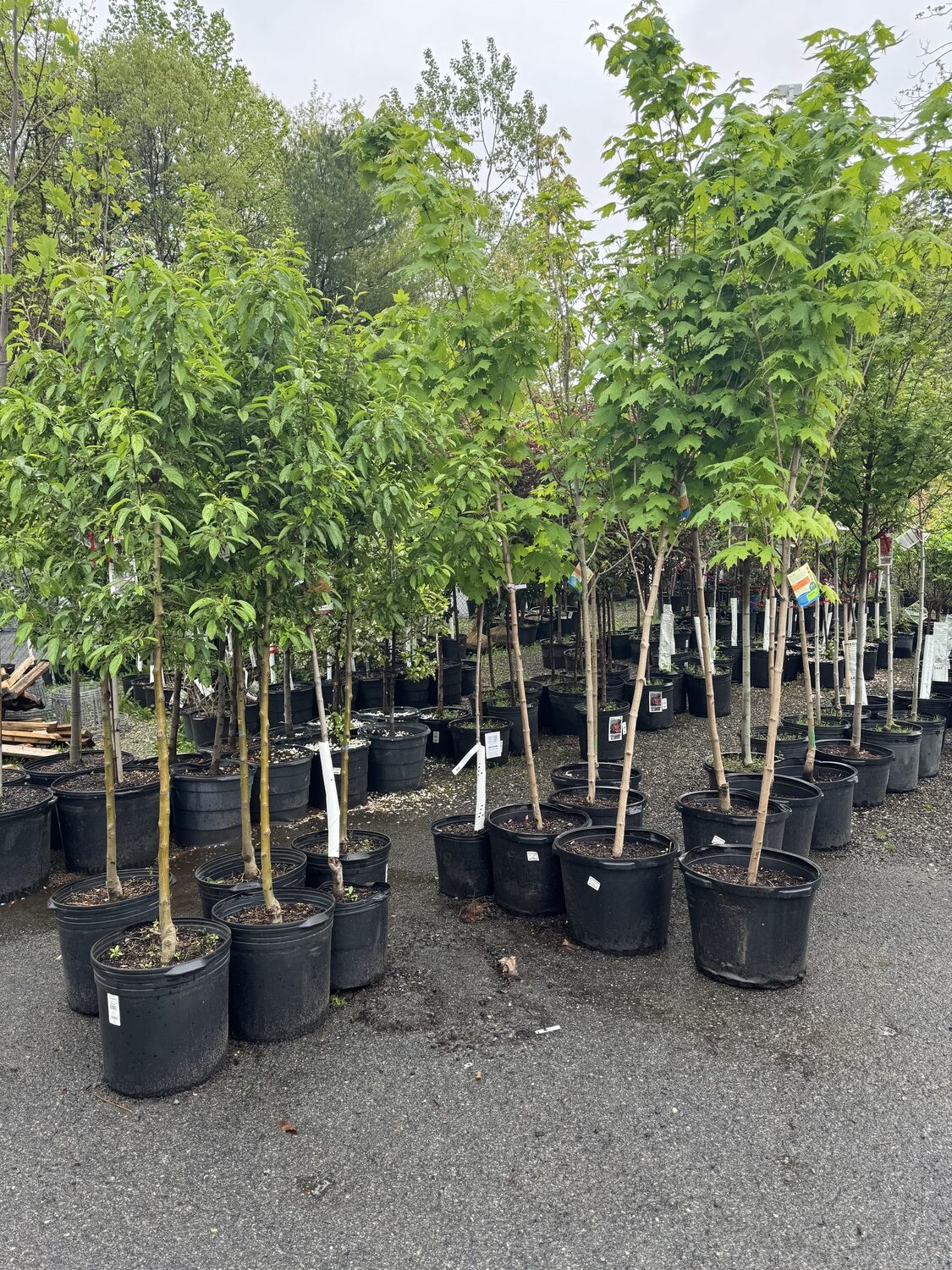Would you buy an 8-foot-tall tree that’s been grown in a nursery pot like this? The roots are certainly pot-bound and tight, and the tree has probably been in the pot for a couple of years. Not all necessarily bad if it’s properly root pruned and cared for. I’d want a two-year guarantee.  ANDREW MESSINGER