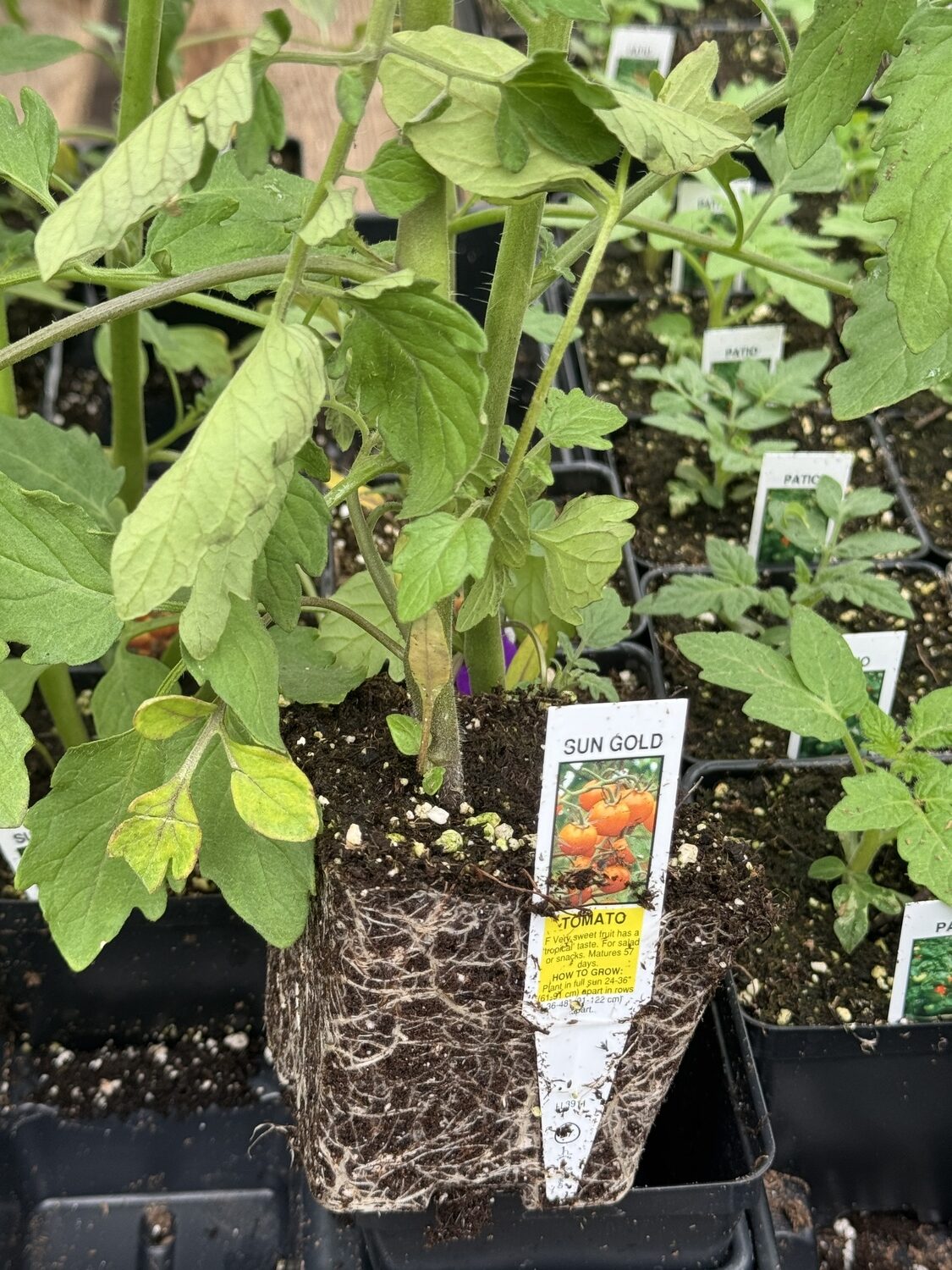 This tomato plant was in a 4-inch-square plastic pot. While there seem to be lots of roots they are loose enough to be easily teased out prior to planting. One thing about tomatoes — they can never be planted too deep.  ANDREW MESSINGER