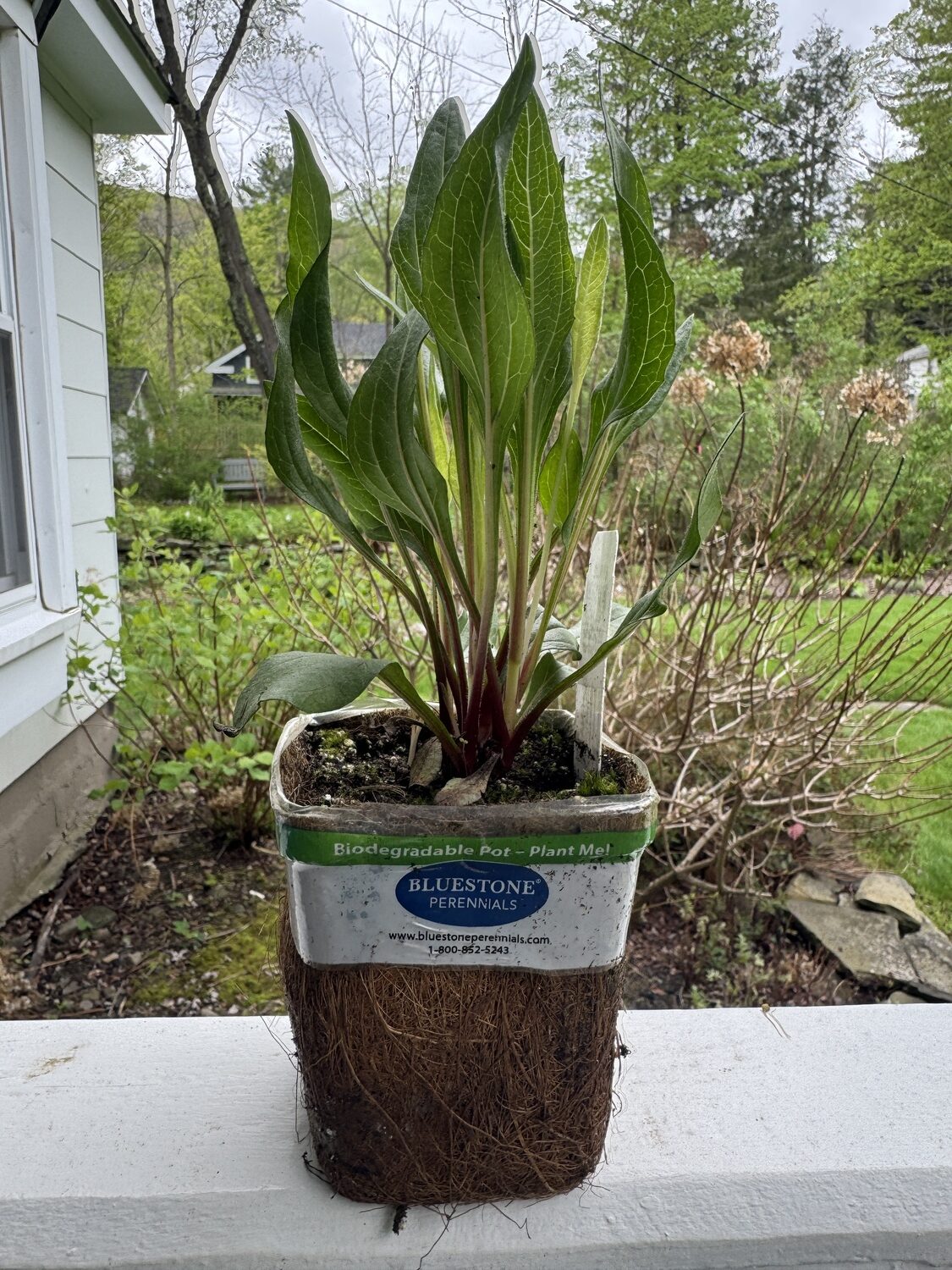 This perennial Echinacea has been grown in a coconut coir pot that’s 5 inches tall and 3 inches wide. What looks like roots on the outside is just the coir fibers. Since the coir breaks down so slowly it can inhibit the root growth. You can try to extract the plant from the “pot” or simple remove the top wrapper and slit each side, top to bottom, with a utility knife and then plant. When planting, the top of the pot should be the top of the soil level and not covering the crown. I’ve added coir pots to my compost, and they can take up to two years to totally break down.  ANDREW MESSINGER