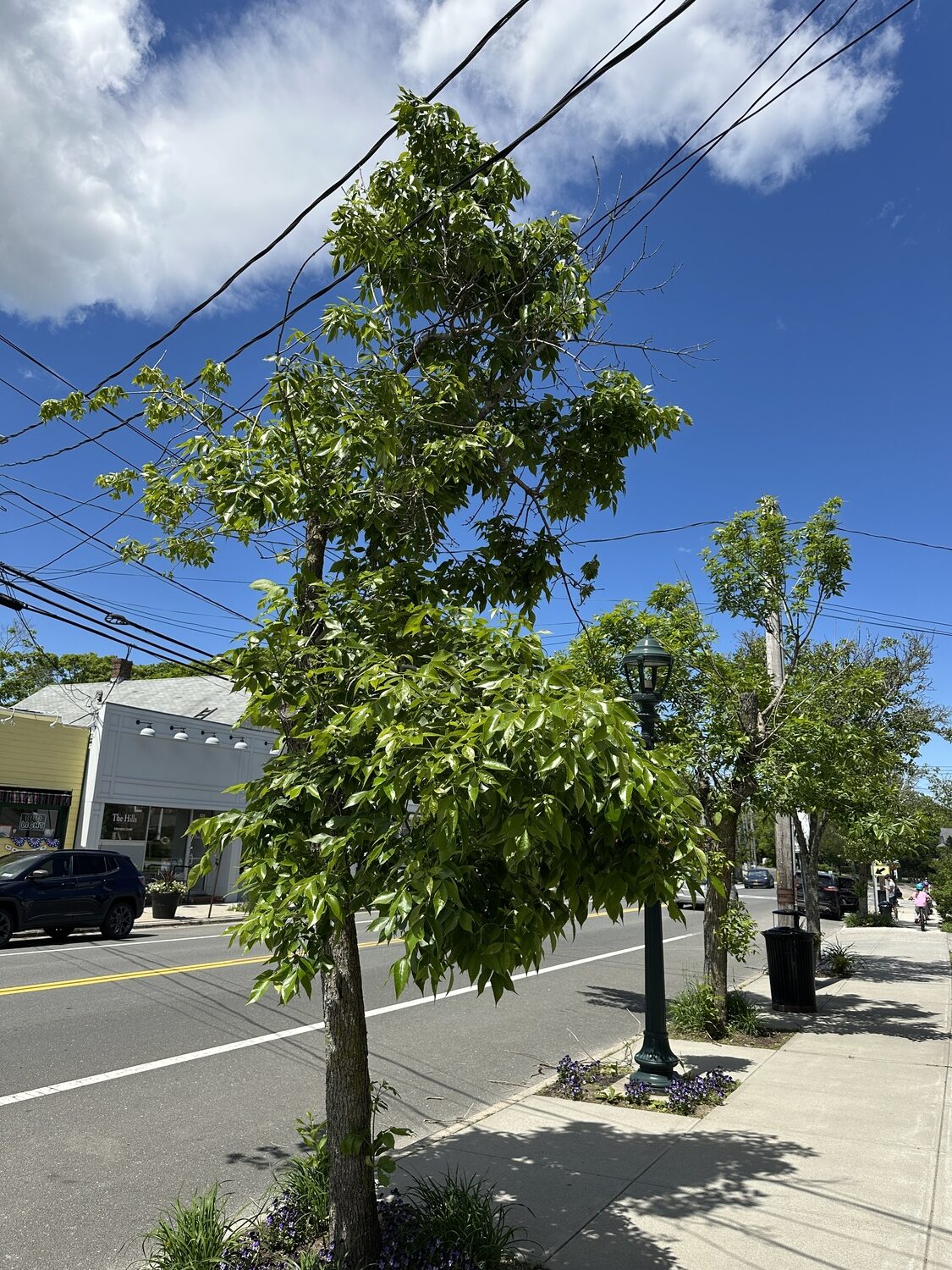 One of the many trees on Main Street in East Quogue that Marissa Bridge said she would like to see replaced. DAN STARK