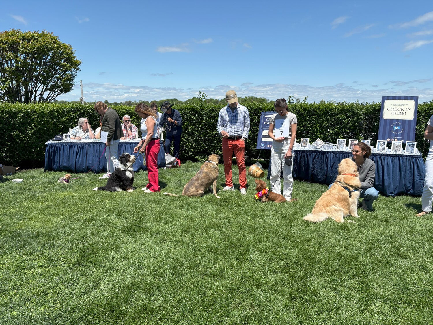 From left, Benny, Wilson, Uma, Bruno, and Brody concentrated on sitting still in the Musical Chairs obedience challenge. CHRISTINE SAMPSON