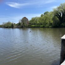 Southampton Village is considering hiring a company, EnBiorganic, to use a bacteria system that it claims would clean up the muck at the bottom of Old Town Pond.