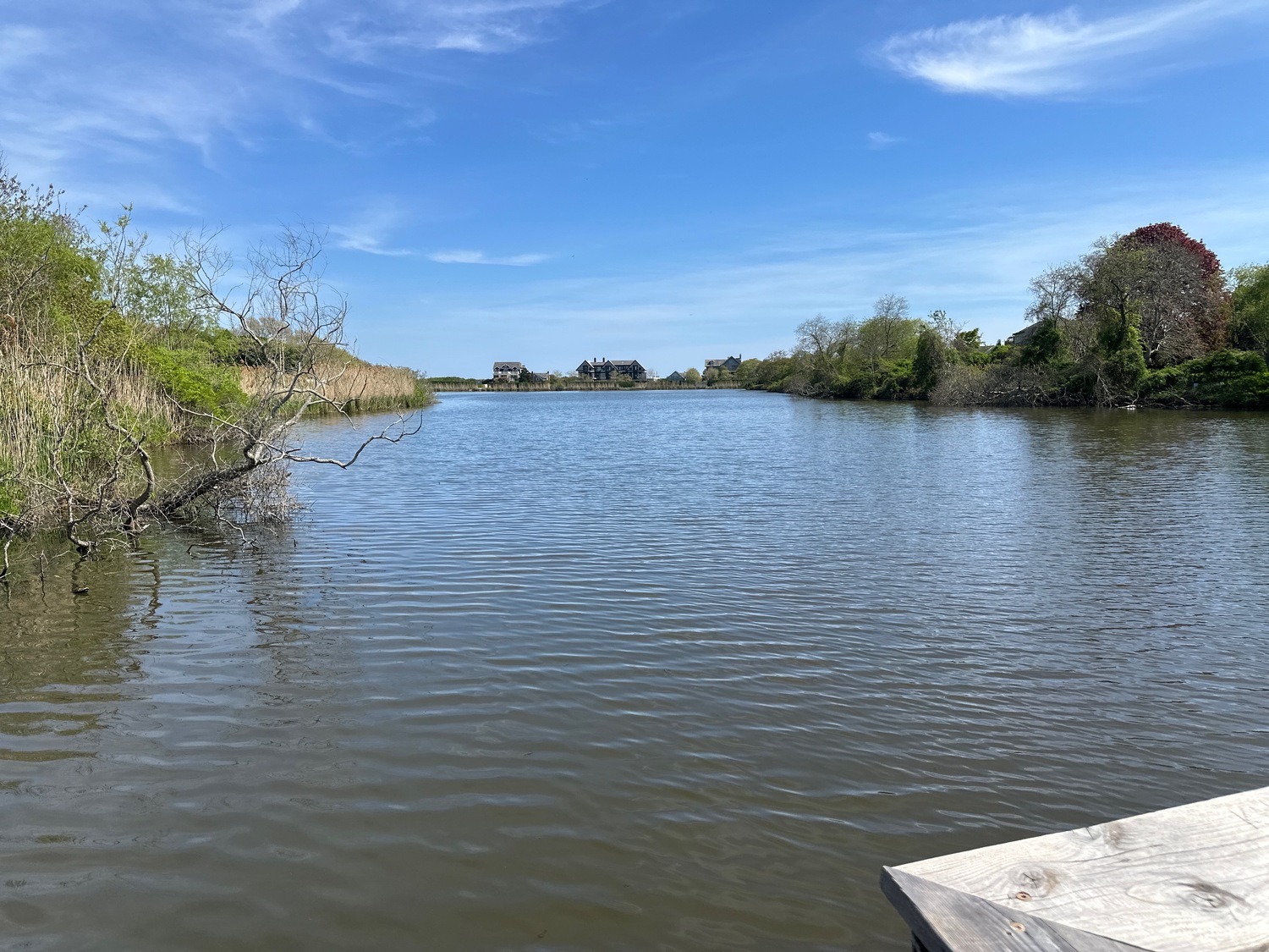 Southampton Village is considering hiring a company, EnBiorganic, to use a bacteria system that it claims would clean up the muck at the bottom of Old Town Pond.