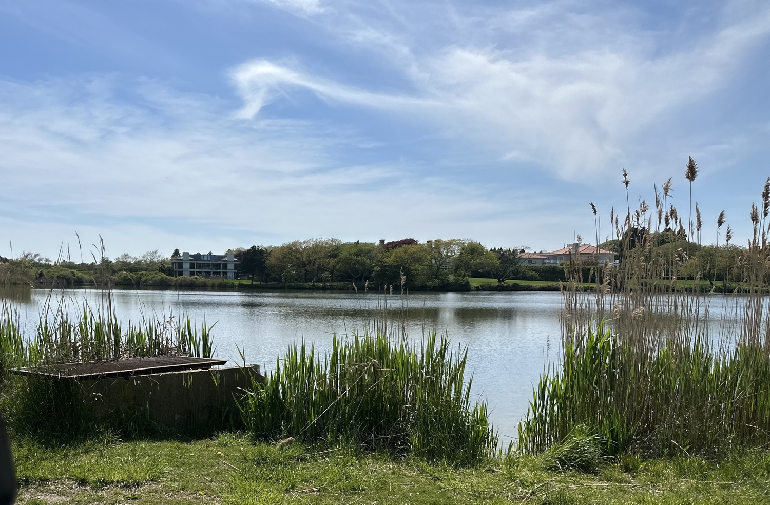 Southampton Village is considering hiring a company, EnBiorganic, to use a bacteria system that it claims would clean up the muck at the bottom of Old Town Pond.