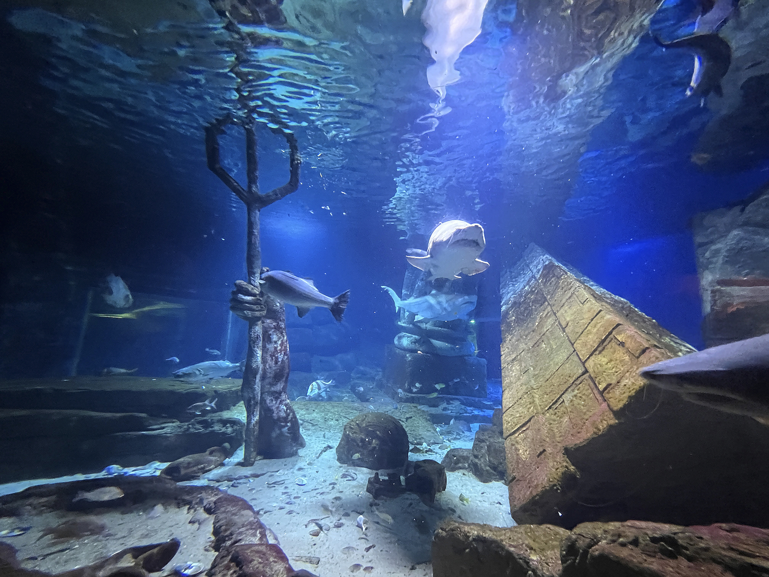 Sharks in the Lost city of Atlantis shark habitat.  DANA SHAW