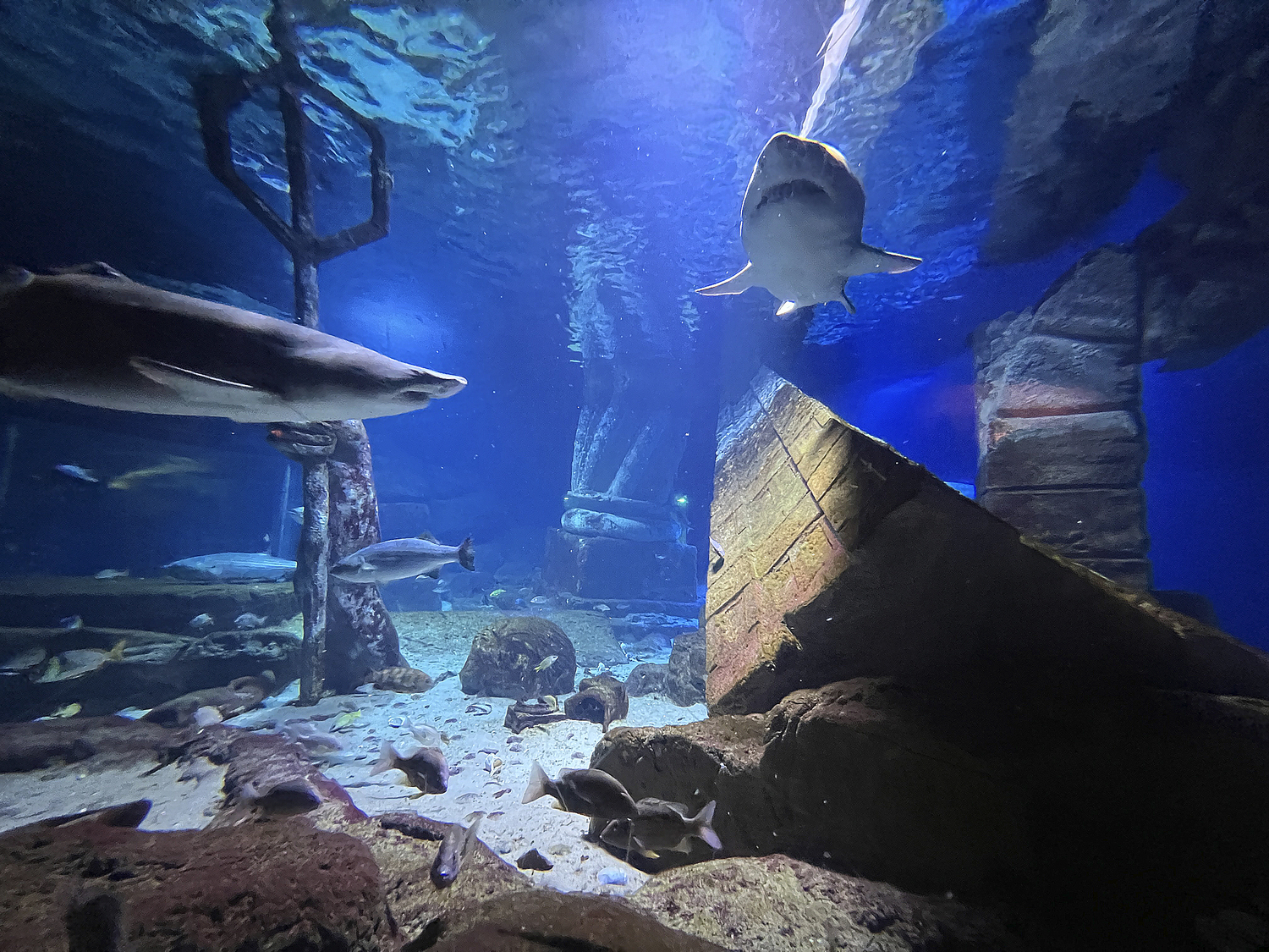 Sharks in the Lost city of  Atlantis shark habitat.  DANA SHAW