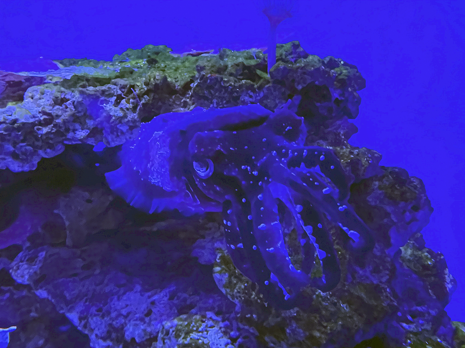 Cuttlefish are remarkable for their ability to change color at will, using a set of specialized, pigmented skin cells called chromatophores and nerve cells, which interact to expand and contract, exposing various pigments as needed. This color change is useful for camouflage, communication between each other, and as a warning to predators.      DANA SHAW