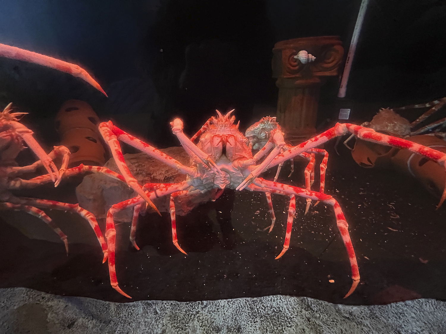 Great Japanese spider crabs can reportedly measure twelve feet from claw tip to claw tip, and are thought to live up to 100 years.    DANA SHAW