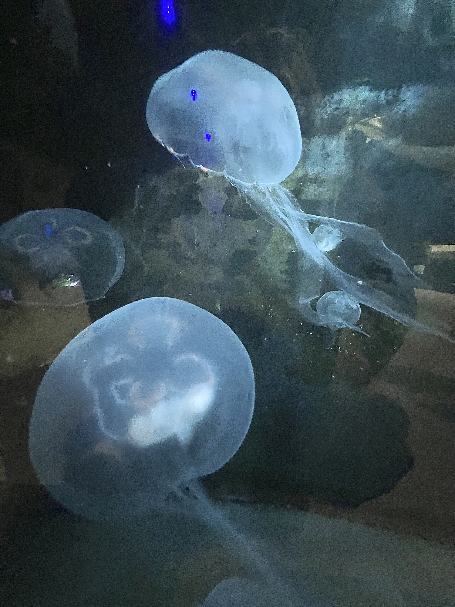 Moon Jellyfish.DANA SHAW