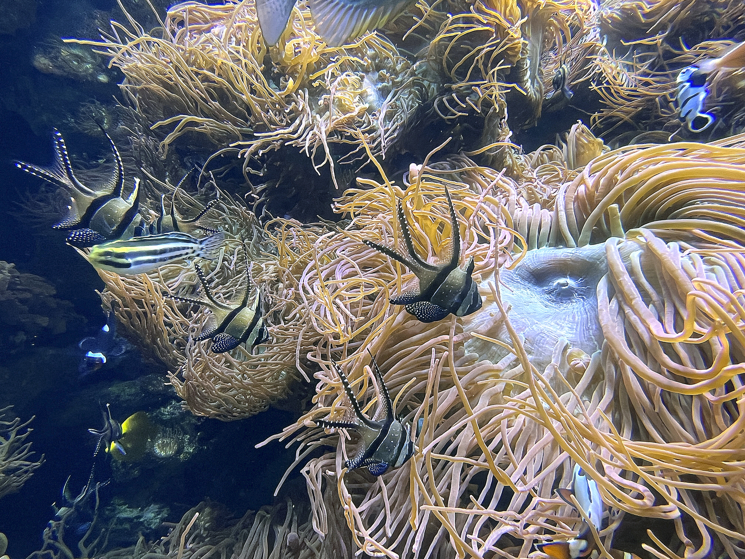 A giant anemone offers protection to all types of fish.  DANA SHAW