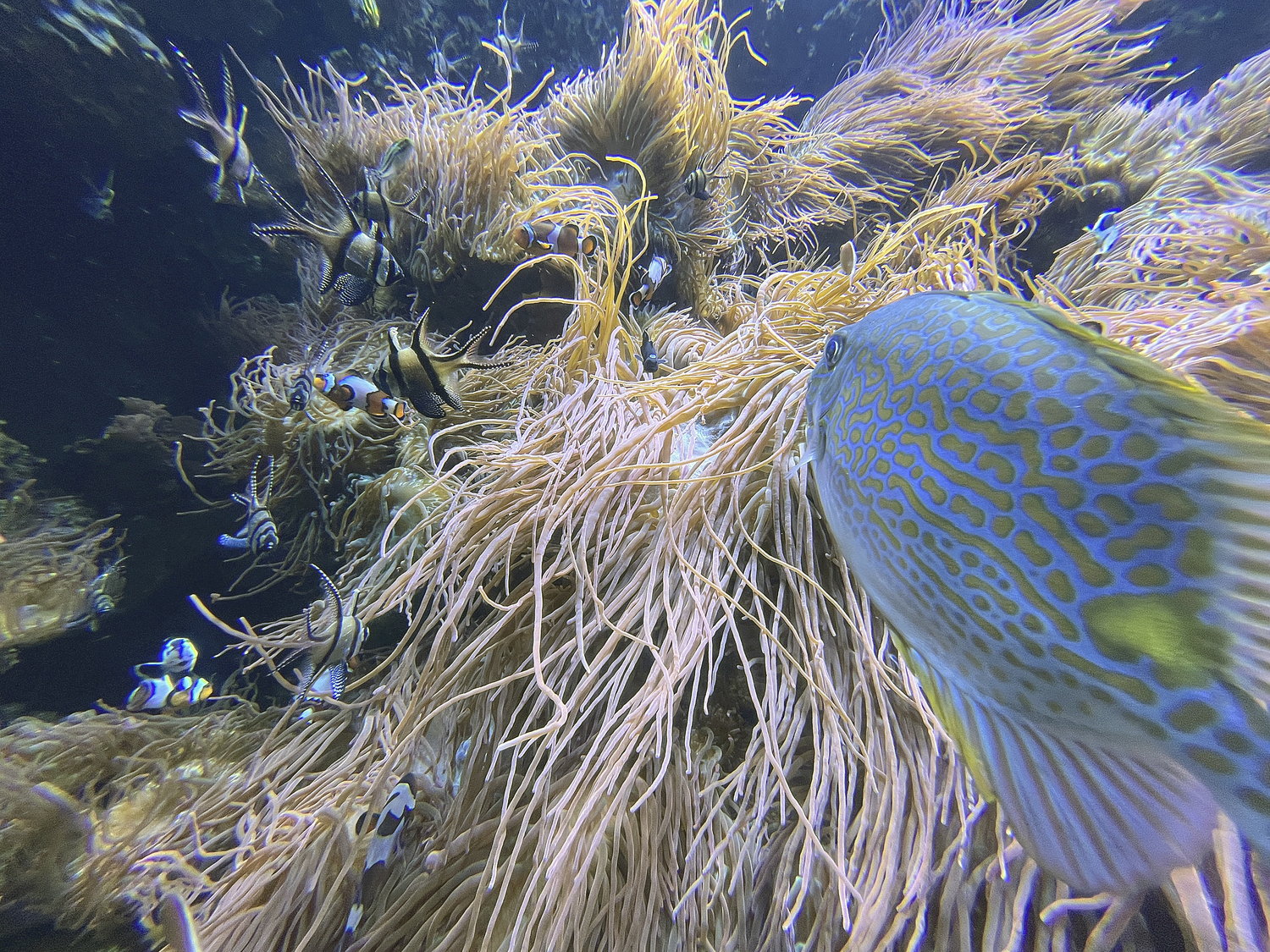 A giant anemone offers protection to all types of fish.  DANA SHAW