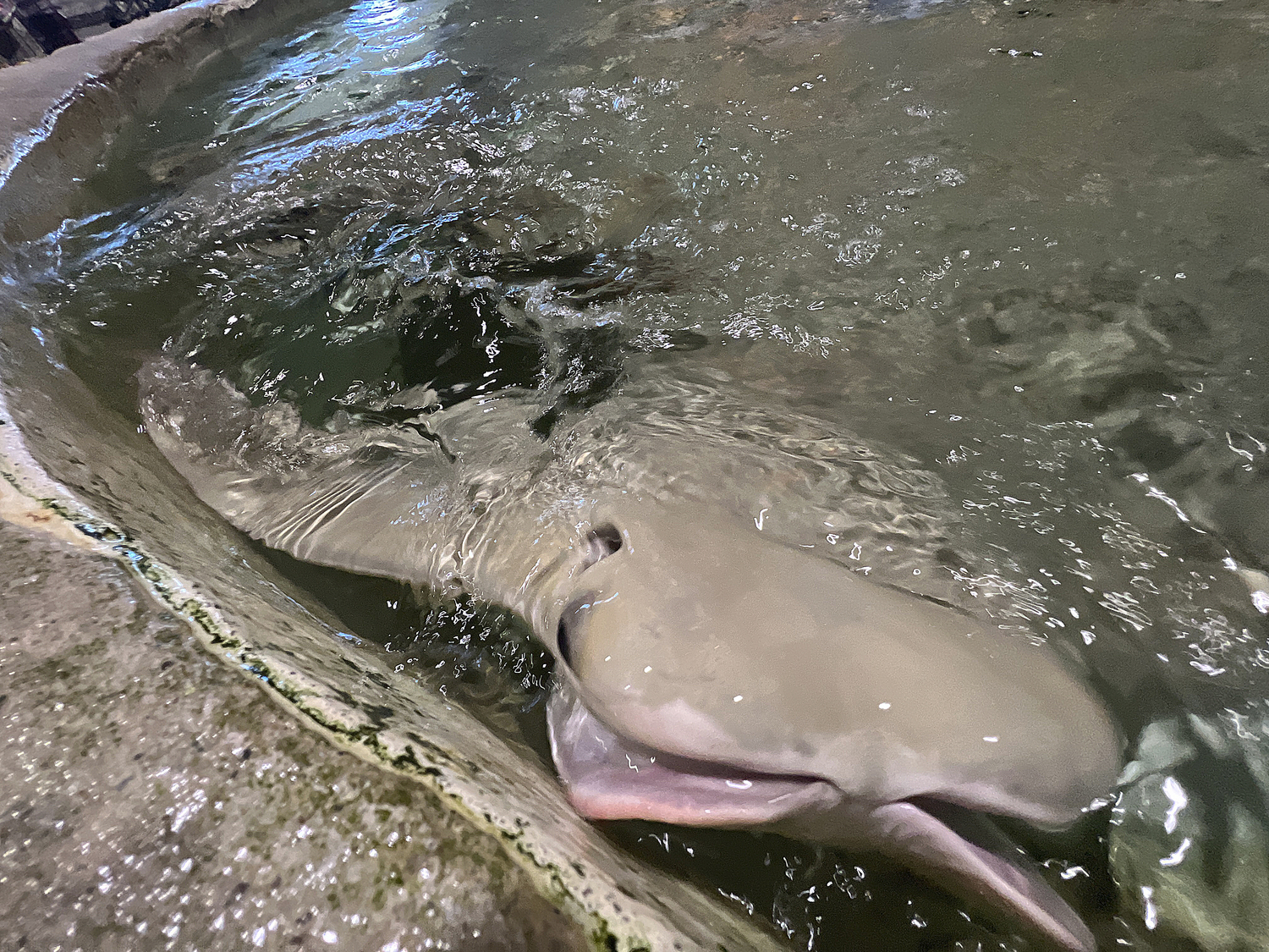 A friendly cownose stingray. DANA SHAW