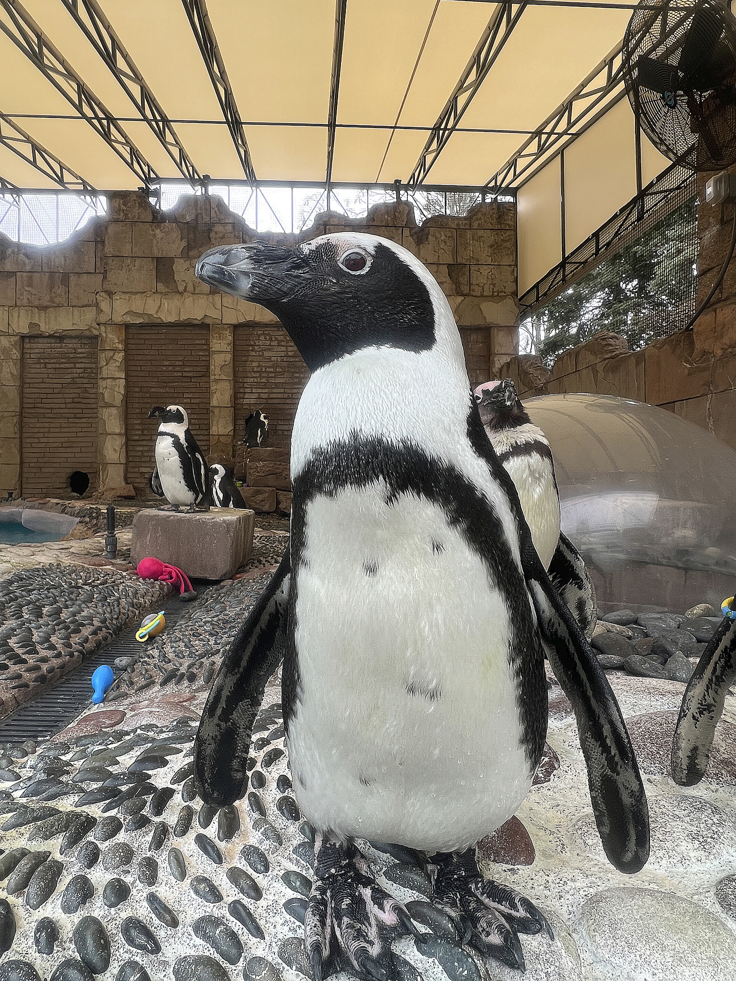 An African Penguin at the Penguin Pavillion. DANA SHAW