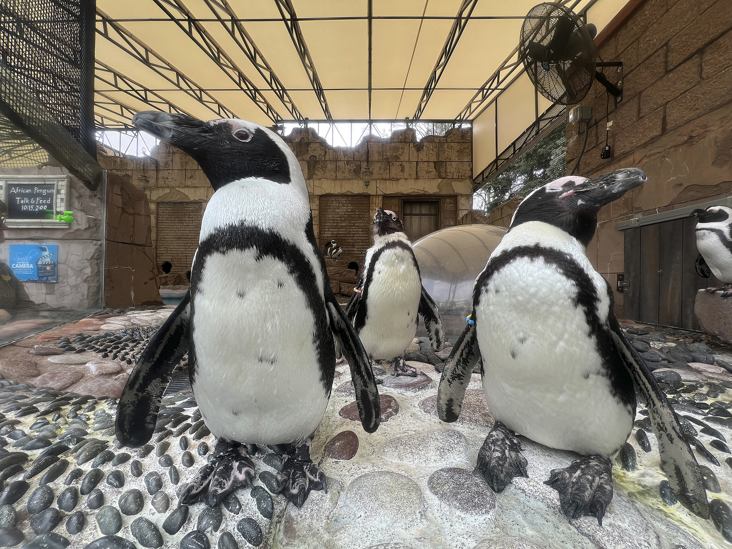 African Penguins at the Penguin Pavillion. DANA SHAW