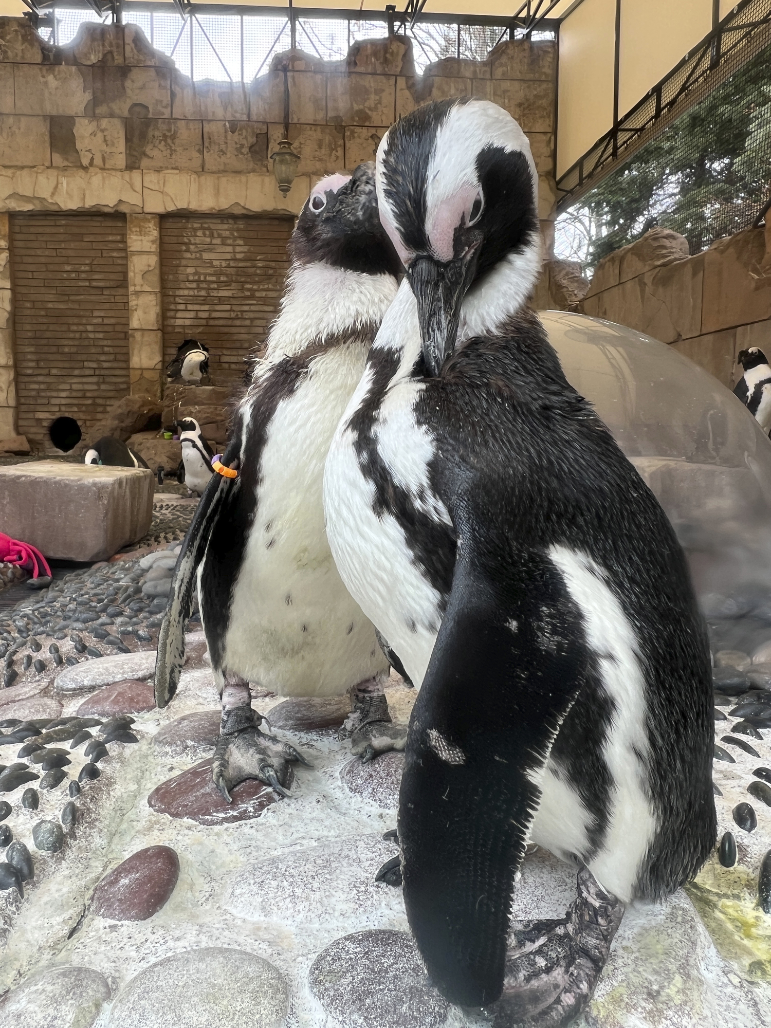 African Penguins at the Penguin Pavillion. DANA SHAW