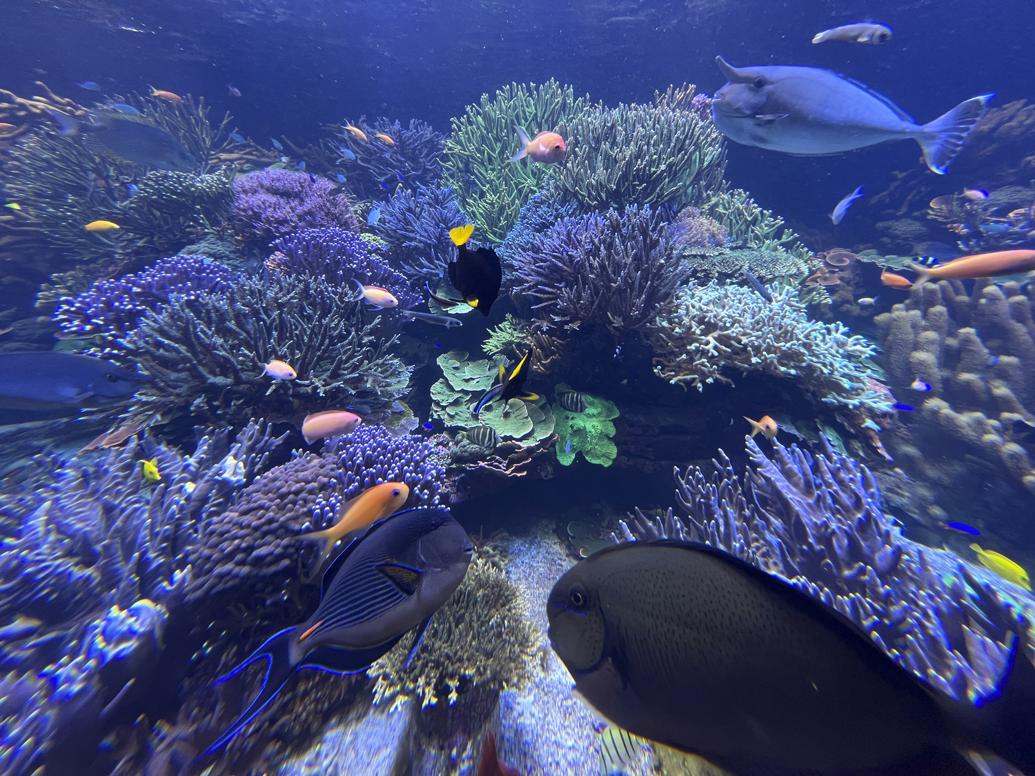 Long Island Aquarium’s Coral Reef Exhibit is one of the largest all-living, closed-system Coral Reef displays in the Western hemisphere. DANA SHAW