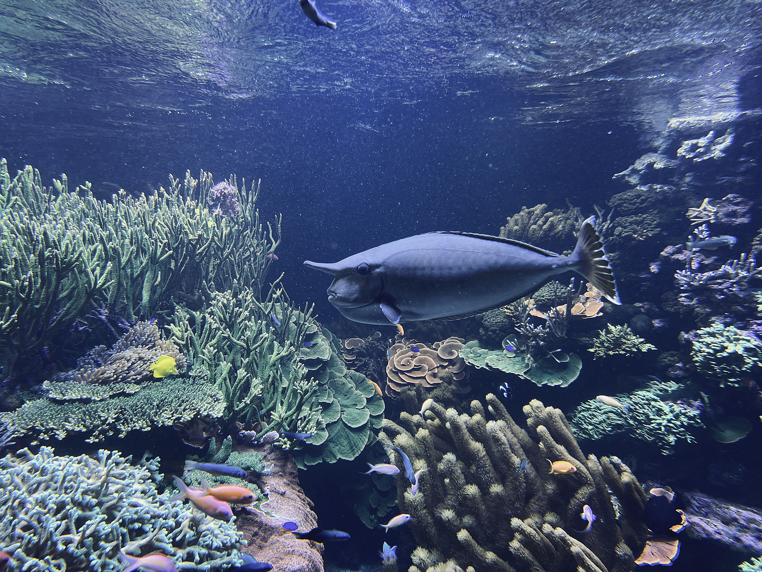 Long Island Aquarium’s Coral Reef Exhibit is one of the largest all-living, closed-system Coral Reef displays in the Western hemisphere.  DANA SHAW