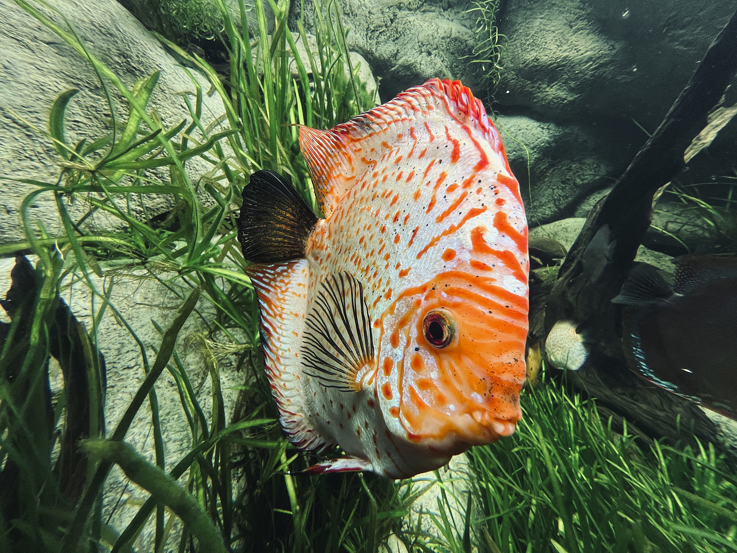 The vertical stripes on the sides of the discus fish are used for camouflage with aquatic plants and for communication between individuals. DANA SHAW