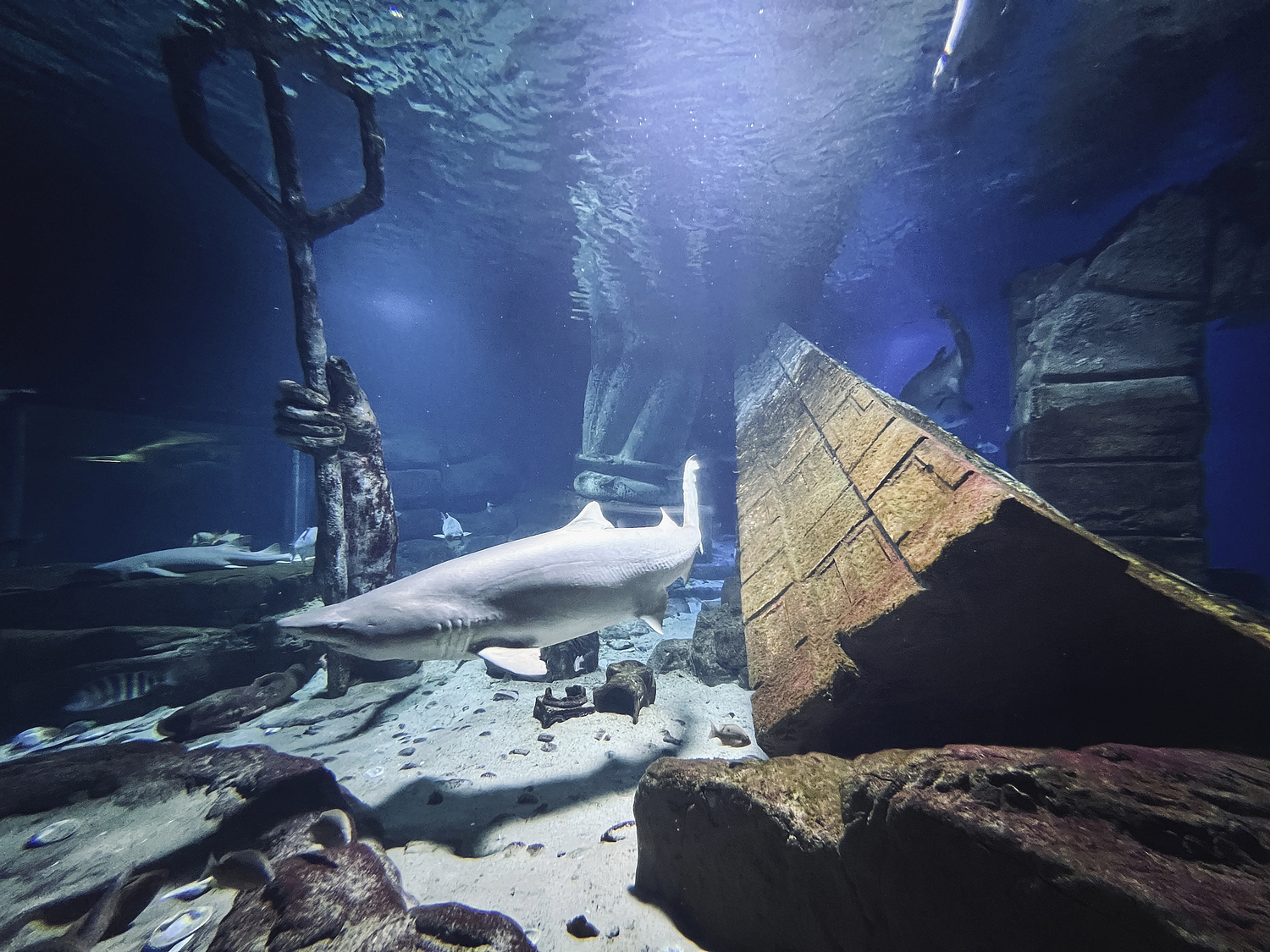 Sharks in the Lost city of Atlantis shark habitat.  DANA SHAW