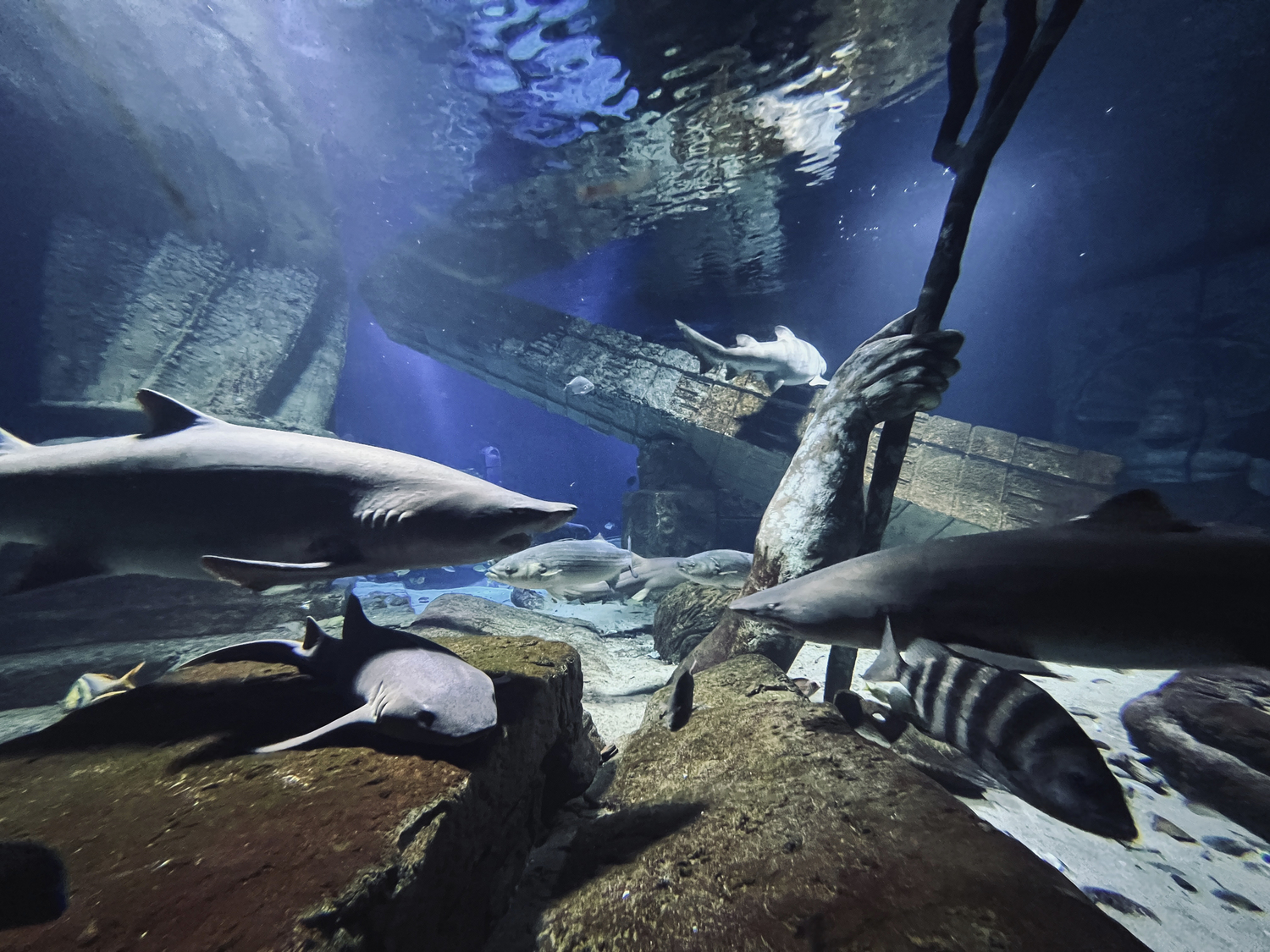 Sharks in the Lost city of  Atlantis shark habitat. DANA SHAW