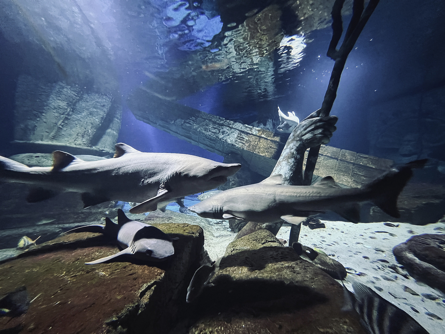 Sharks in the Lost city of Atlantis shark habitat.  DANA SHAW