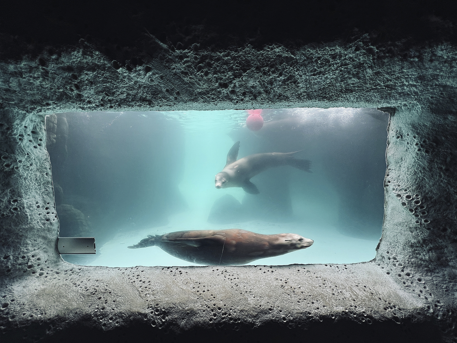 California Sea Lions. DANA SHAW
