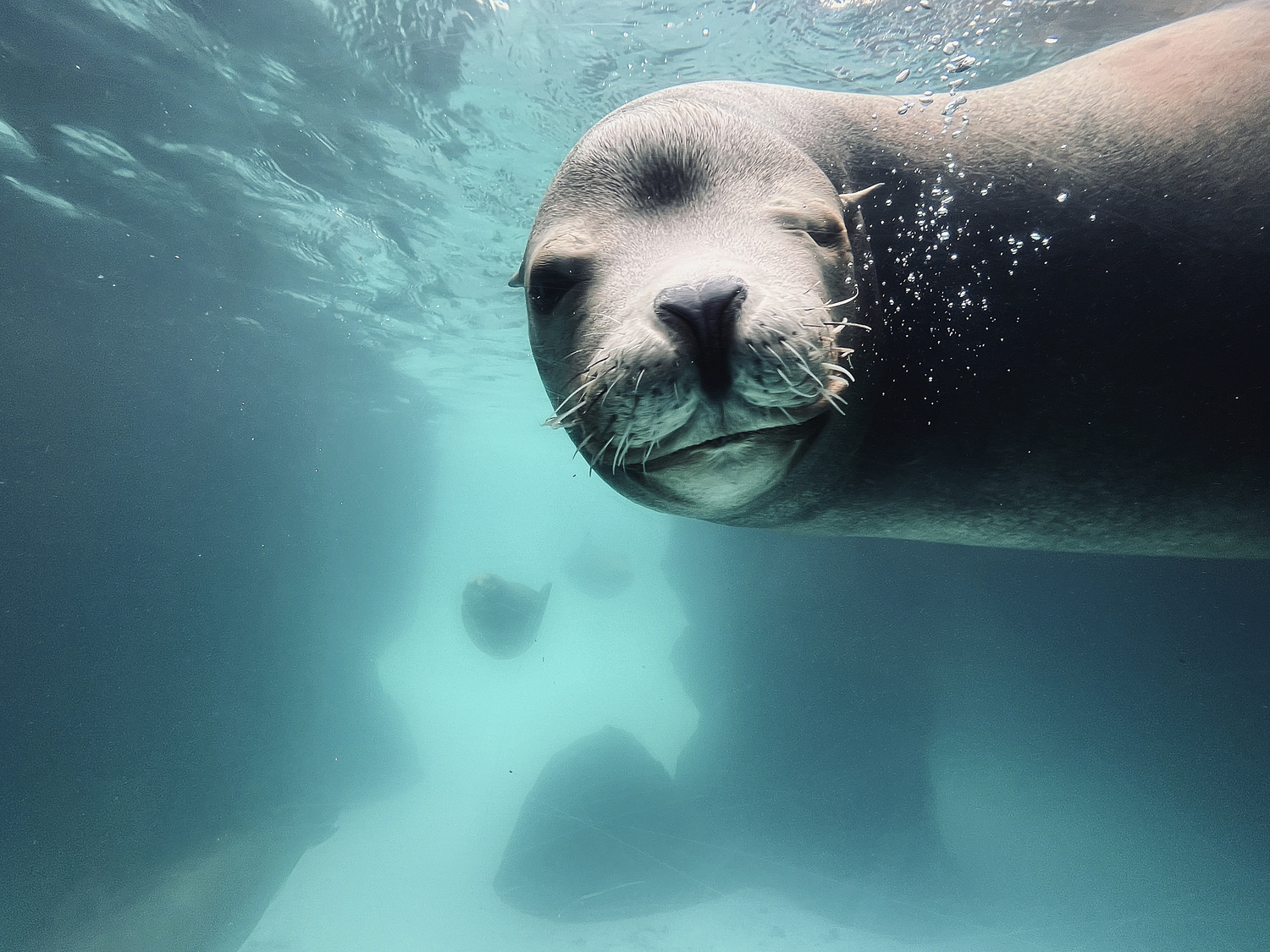 A California Sea Lion.  DANA SHAW
