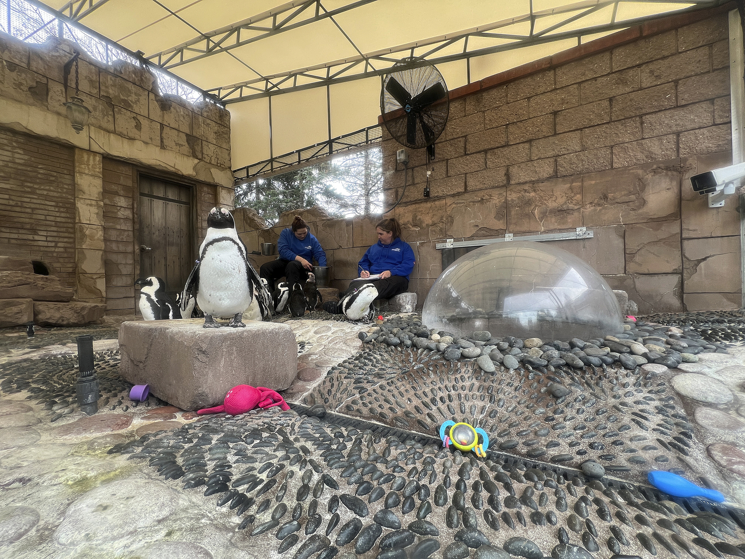 Long Island Aquarium staff record penguin data.  DANA SHAW