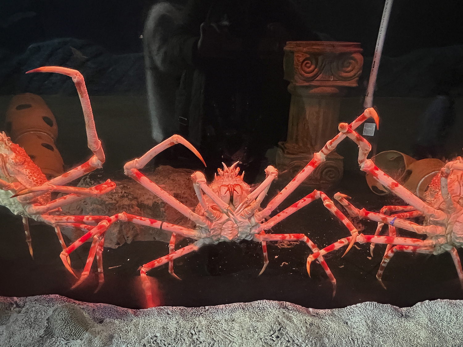 Great Japanese spider crabs can reportedly measure twelve feet from claw tip to claw tip, and are thought to live up to 100 years.    DANA SHAW