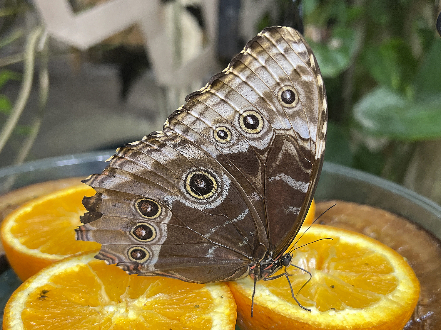 A Blue Morpho butterly at the butterfly exhibit.  DANA SHAW