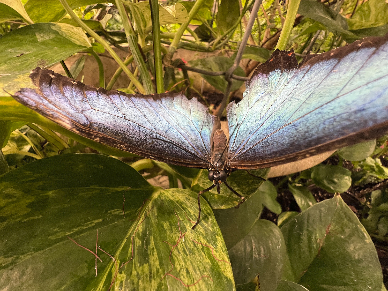 A Blue Morpho butterly at the butterfly exhibit. DANA SHAW
